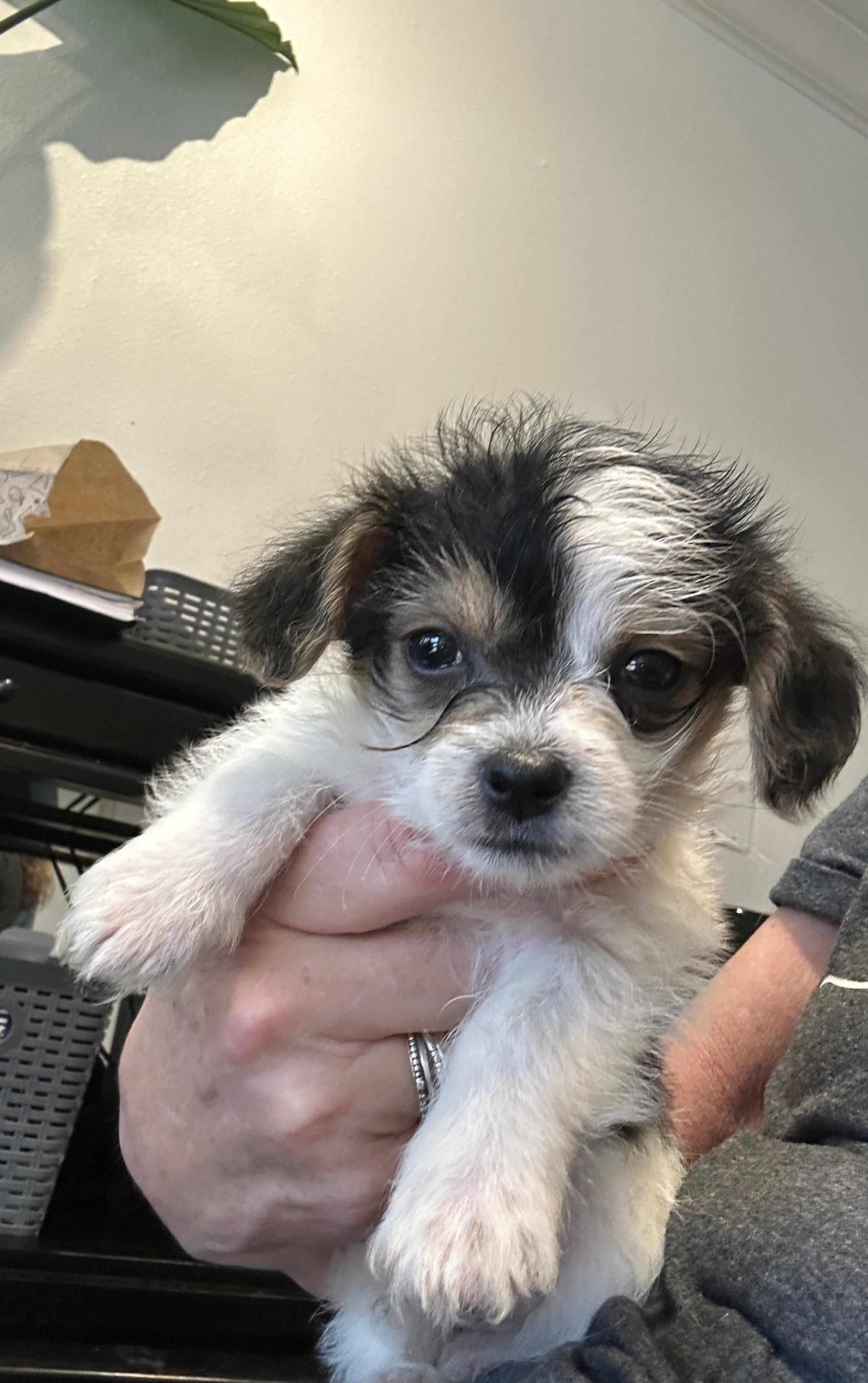 Enlarge Joe Hardy, a ADOPTABLE mixed breed in Penryn, CA image 1/4