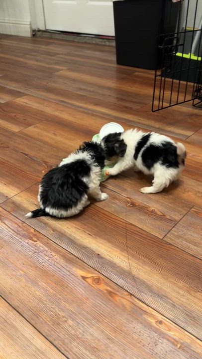 Enlarge Joe Hardy, a ADOPTABLE mixed breed in Penryn, CA video 4/4