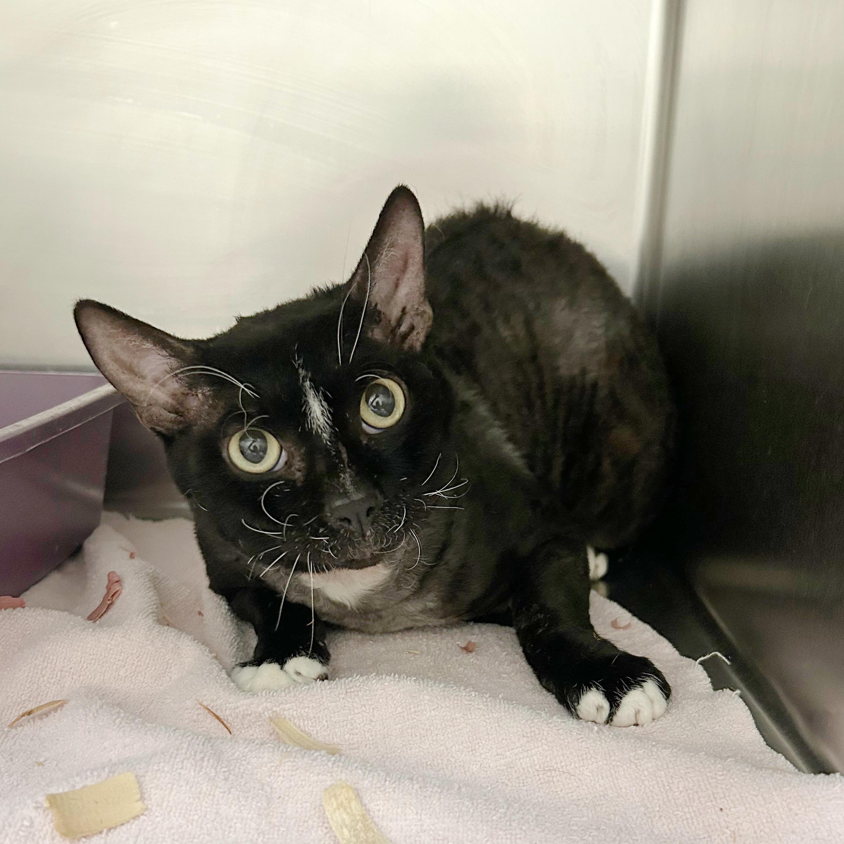 Wicket, Adoptable, Adult Male Domestic Short Hair.