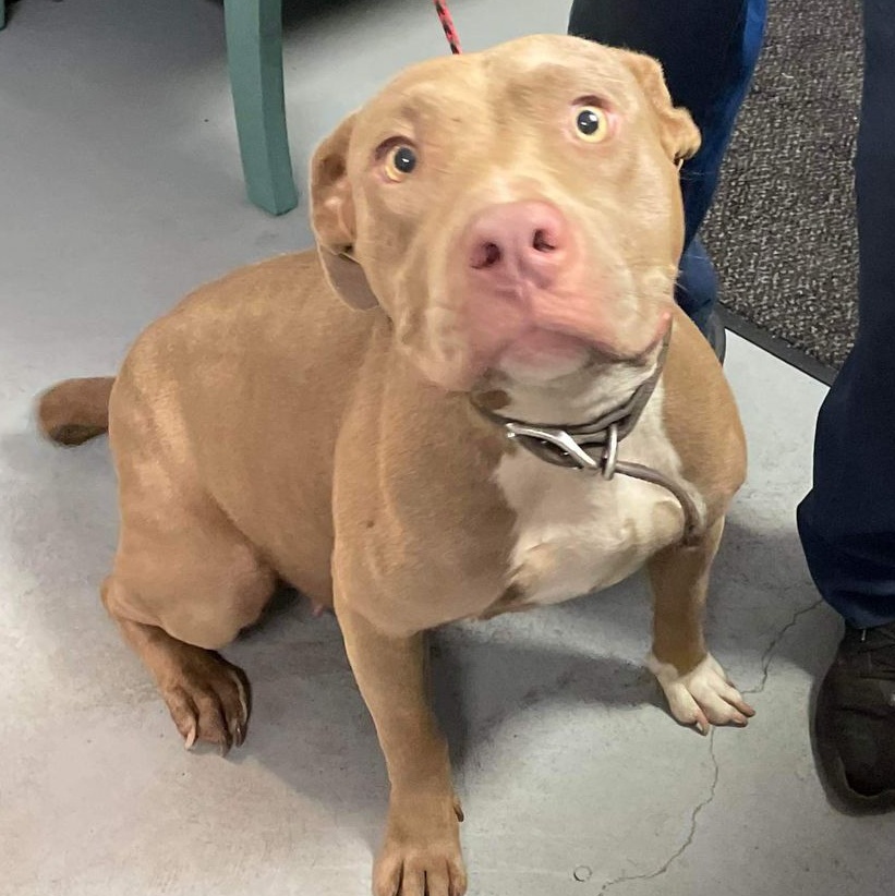 Enlarge Patina-C24052101, a Adopted Pit Bull Terrier in Madison, GA image 1/1