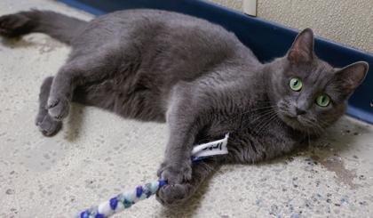 Enlarge Xena, a Adoptable Domestic Short Hair in Baraboo, WI image 1/3