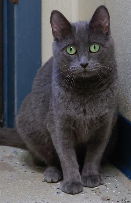 Enlarge Xena, a Adoptable Domestic Short Hair in Baraboo, WI image 2/3