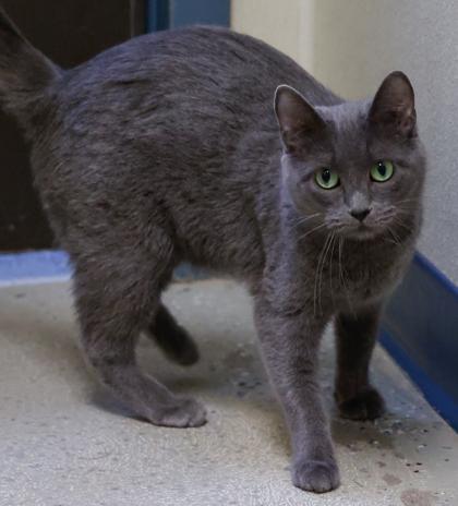 Enlarge Xena, a Adoptable Domestic Short Hair in Baraboo, WI image 3/3