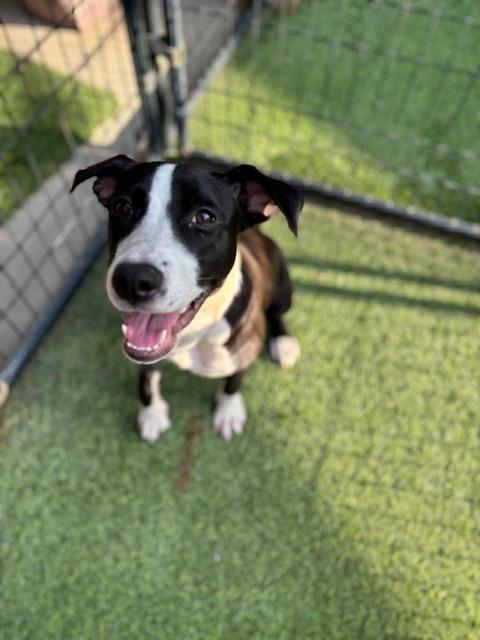 Parker, adoptable, Young Female Bull Terrier.