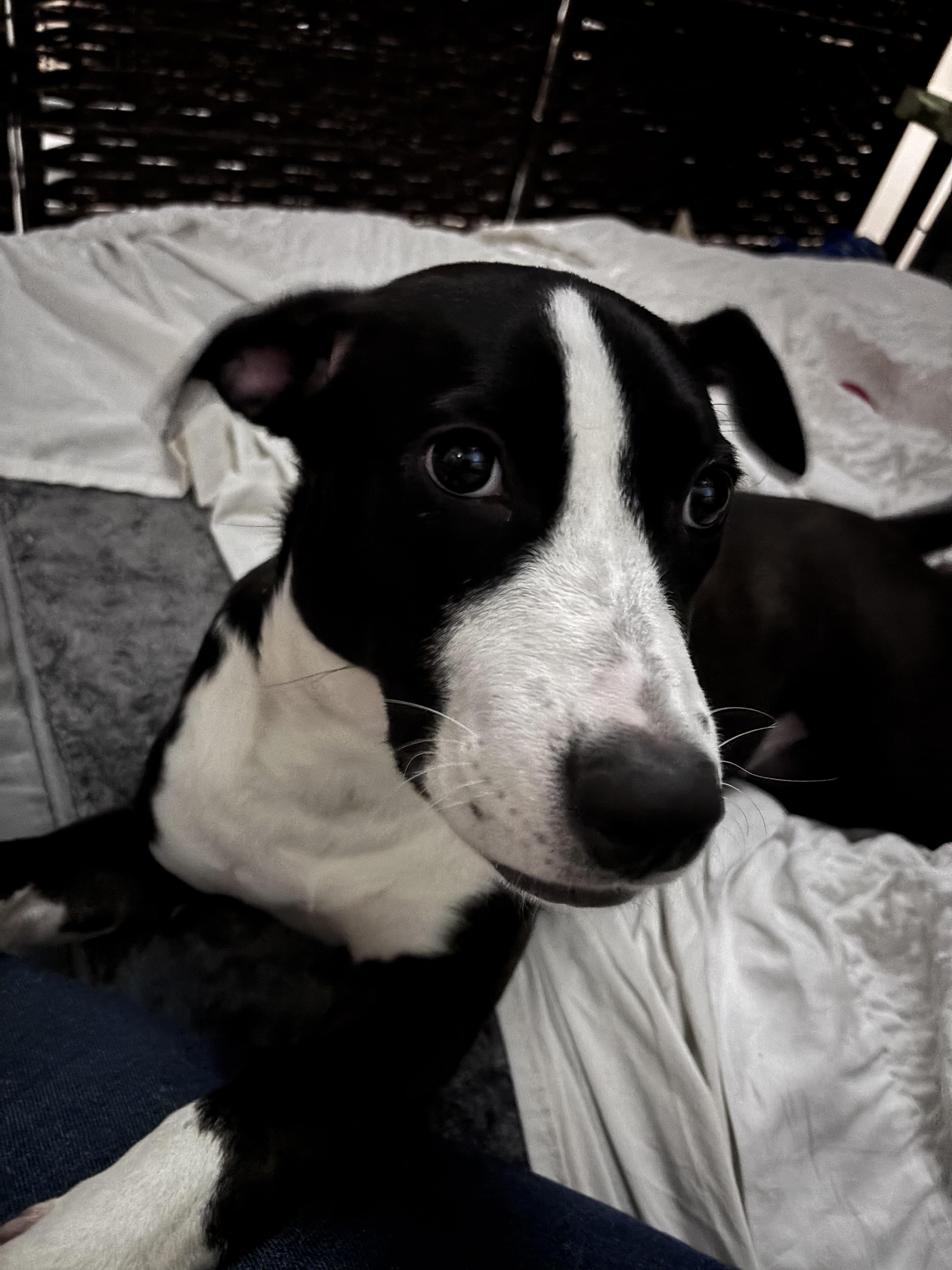 Parker, an adoptable mixed breed in PENSACOLA, FL image 2/6