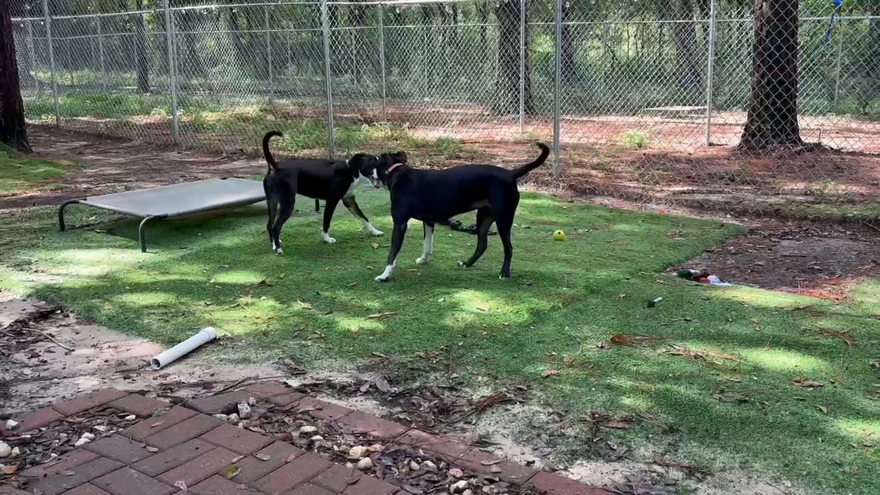 Enlarge Parker, an adoptable mixed breed in PENSACOLA, FL video 3/6