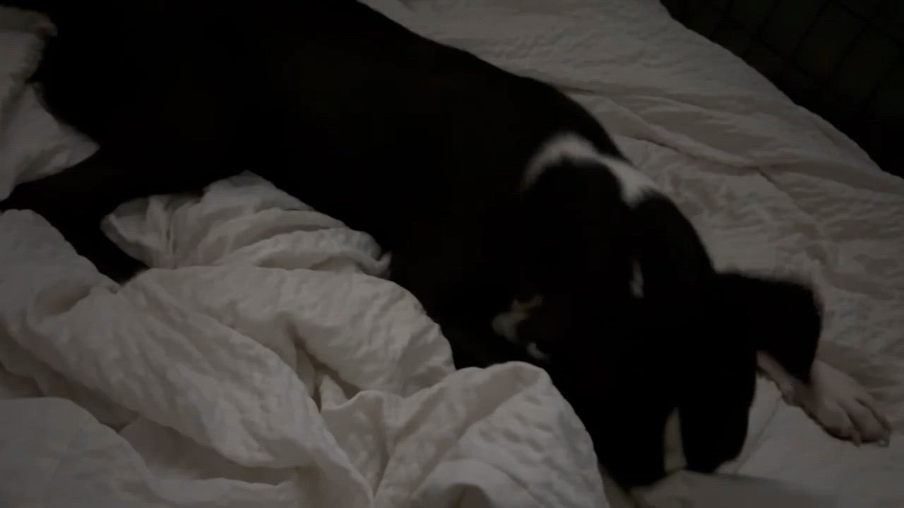 Enlarge Parker, an adoptable mixed breed in PENSACOLA, FL video 4/6