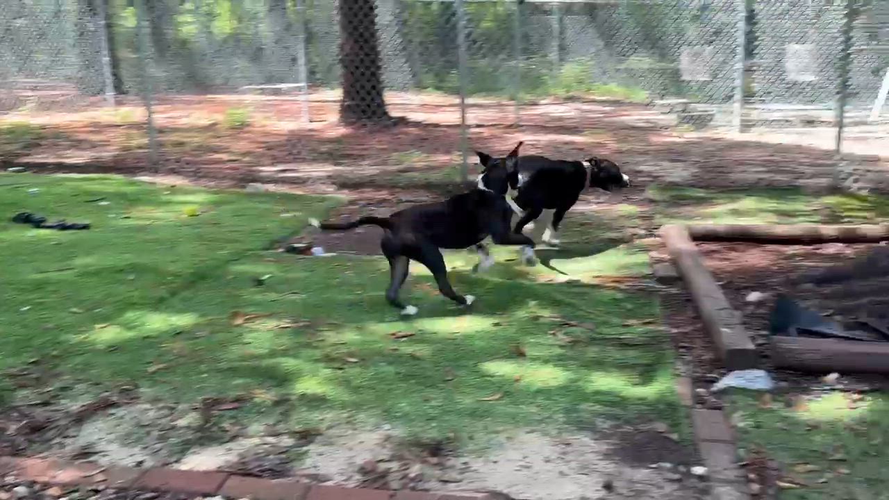Enlarge Parker, an adoptable mixed breed in PENSACOLA, FL video 6/6