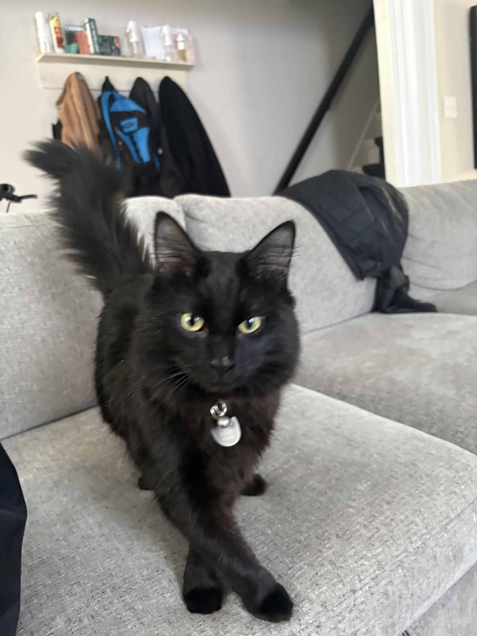 Enlarge Soot, a Adopted mixed breed in Absecon, NJ image 1/3