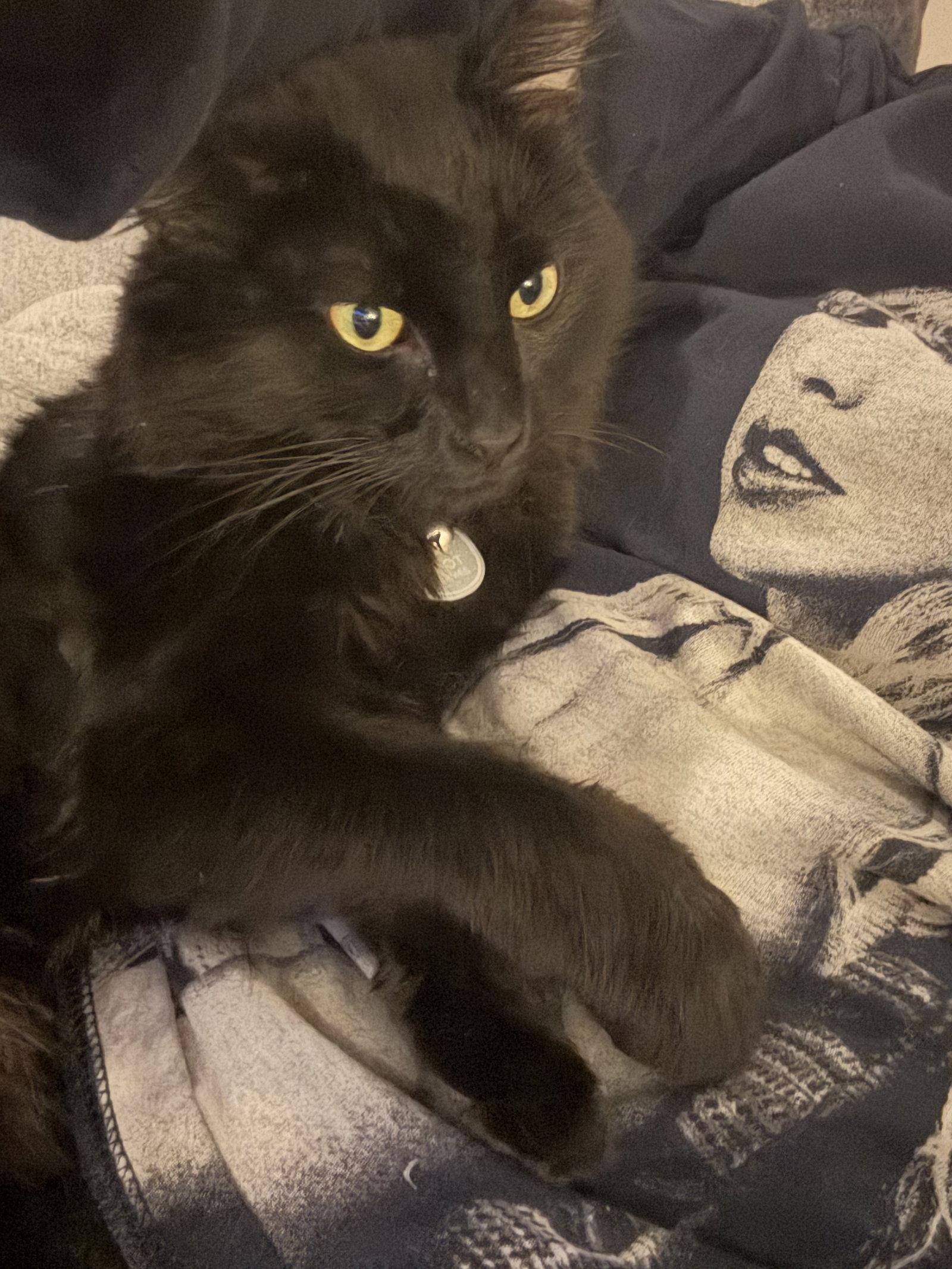 Enlarge Soot, a Adopted mixed breed in Absecon, NJ image 2/3