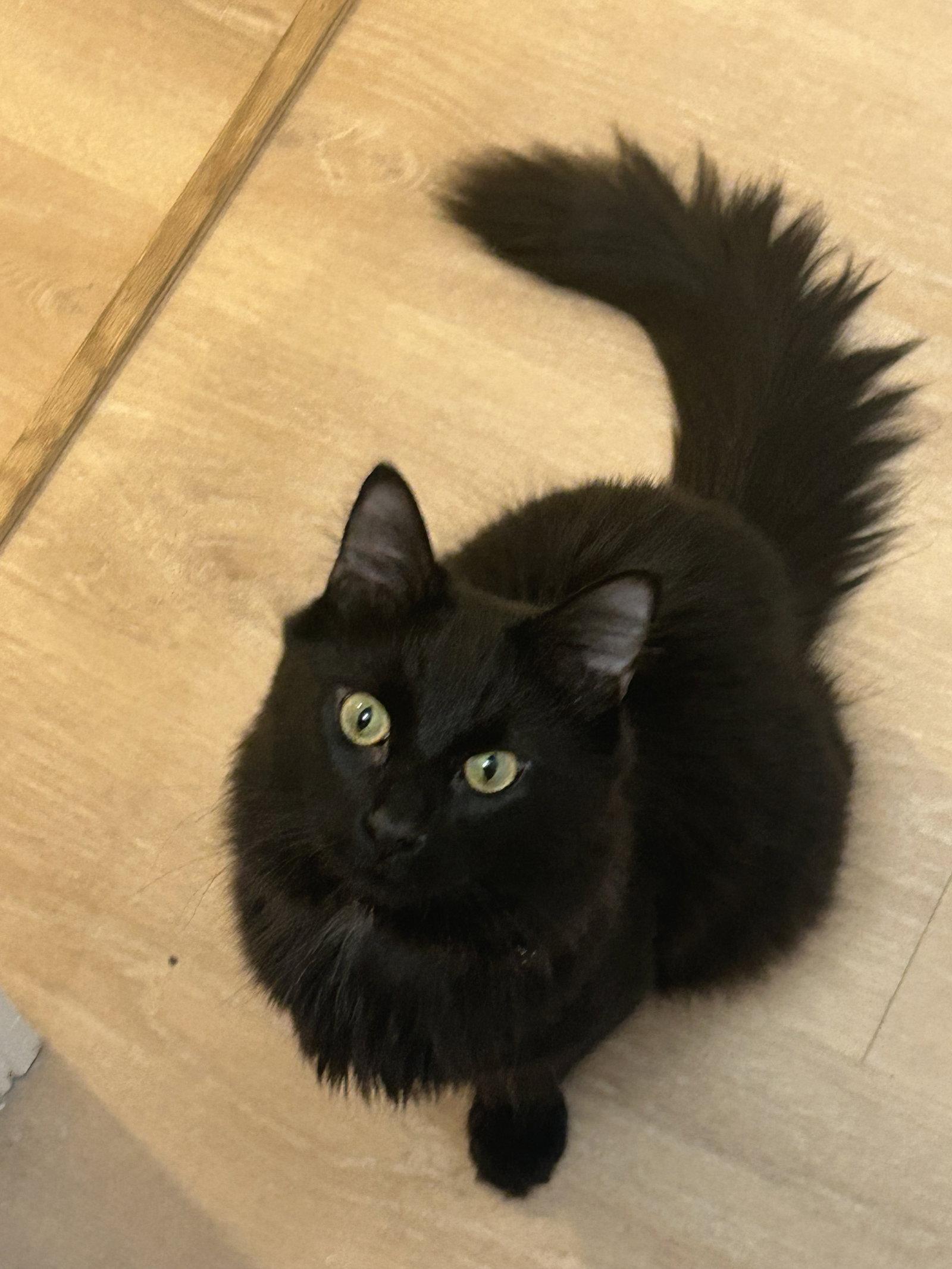 Enlarge Soot, a Adopted mixed breed in Absecon, NJ image 3/3