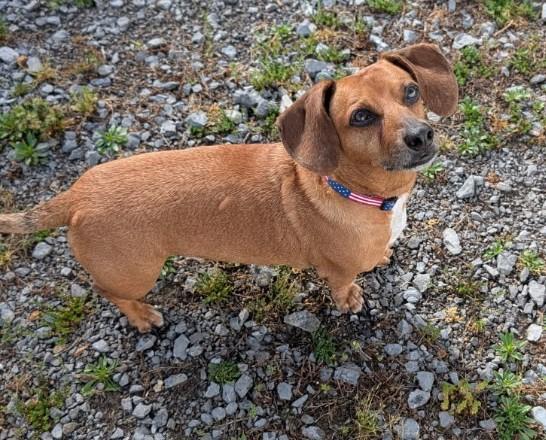 Enlarge Henry in TN, a ADOPTABLE Dachshund in Shelbyville, TN image 3/6