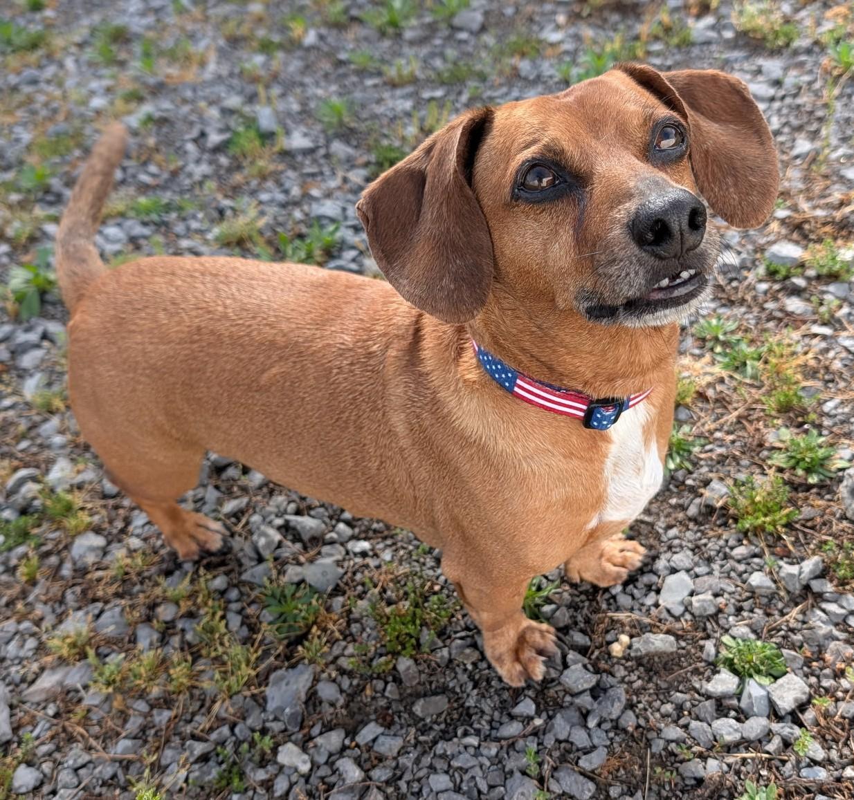 Enlarge Henry in TN, a ADOPTABLE Dachshund in Shelbyville, TN image 2/6