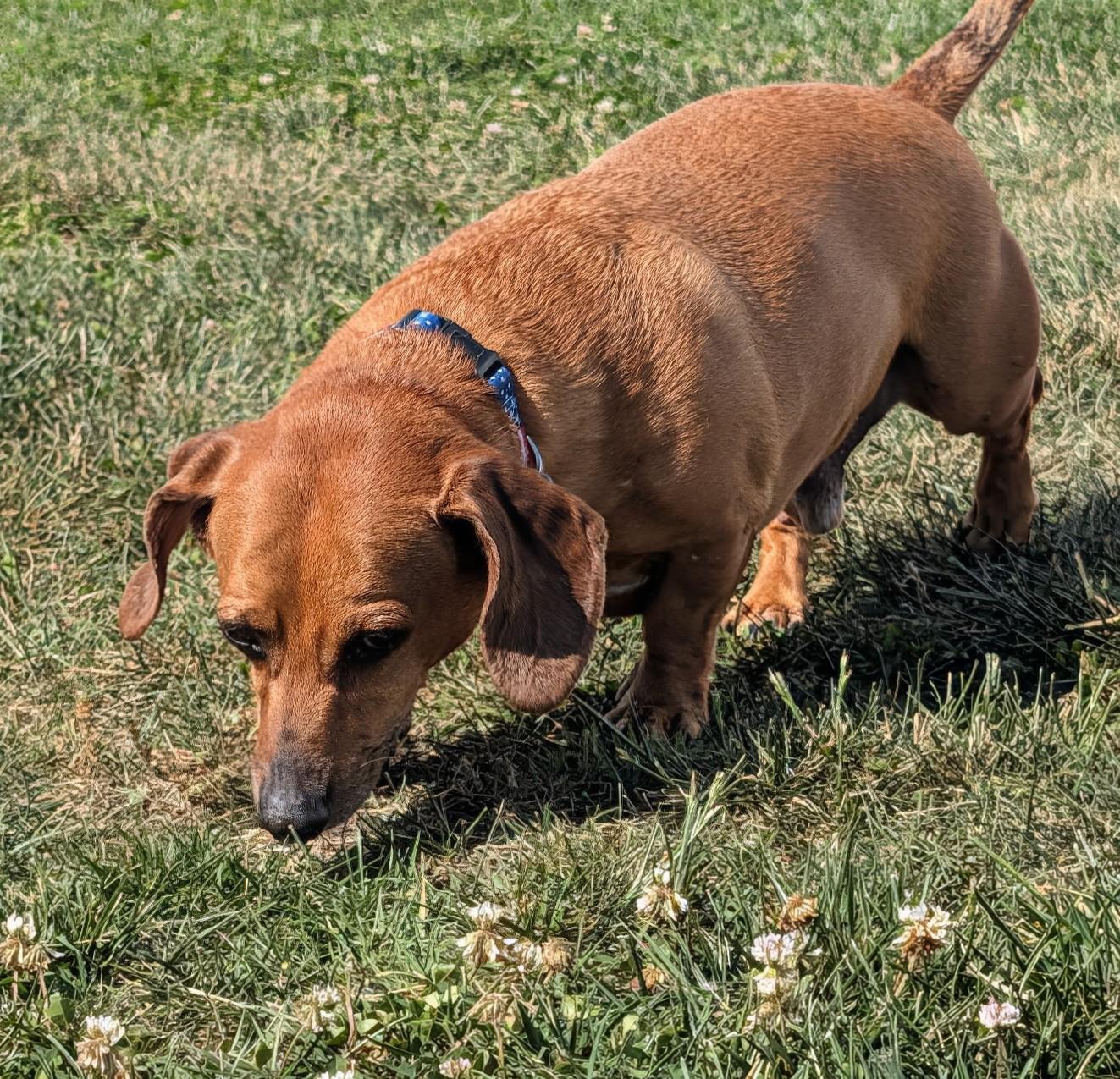 Enlarge Henry in TN, a ADOPTABLE Dachshund in Shelbyville, TN image 5/6