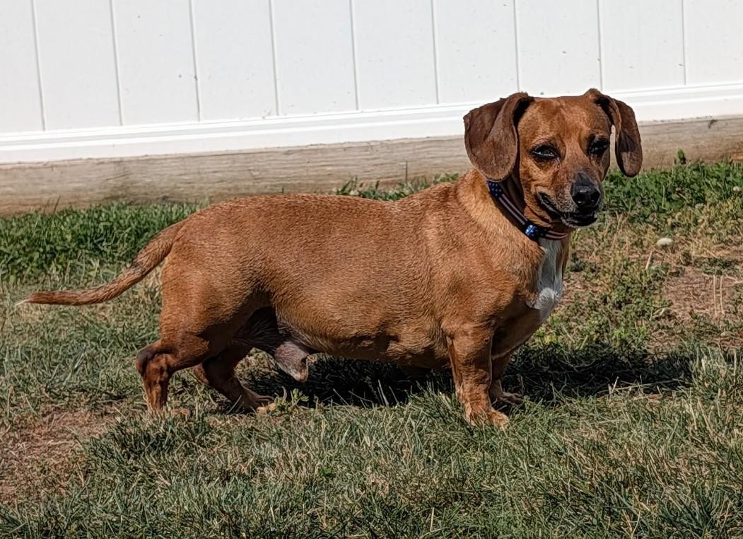 Enlarge Henry in TN, a ADOPTABLE Dachshund in Shelbyville, TN image 6/6