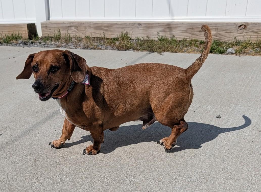 Enlarge Henry in TN, a ADOPTABLE Dachshund in Shelbyville, TN image 4/6