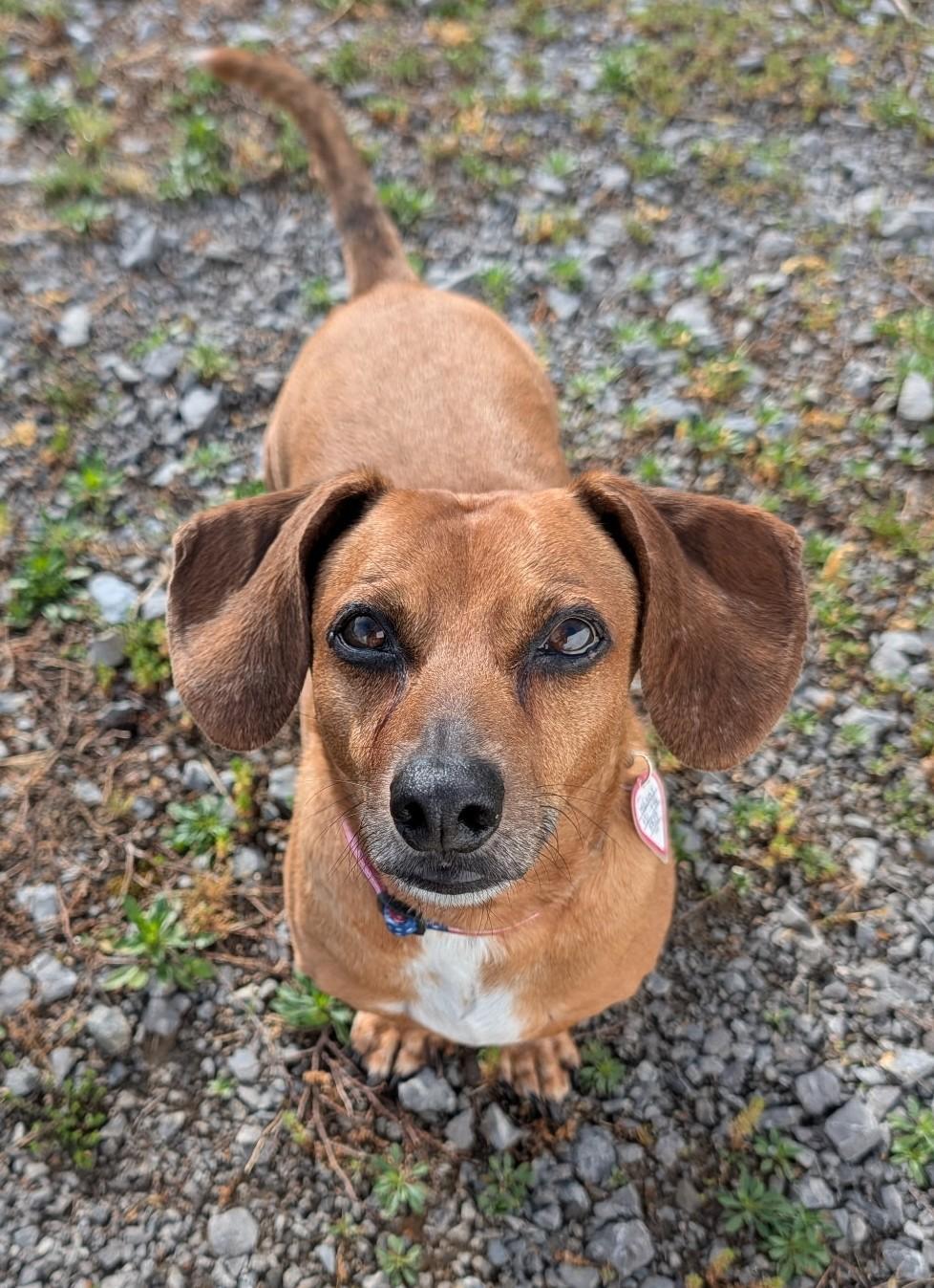 Henry in TN, ADOPTABLE, Senior Male Dachshund.