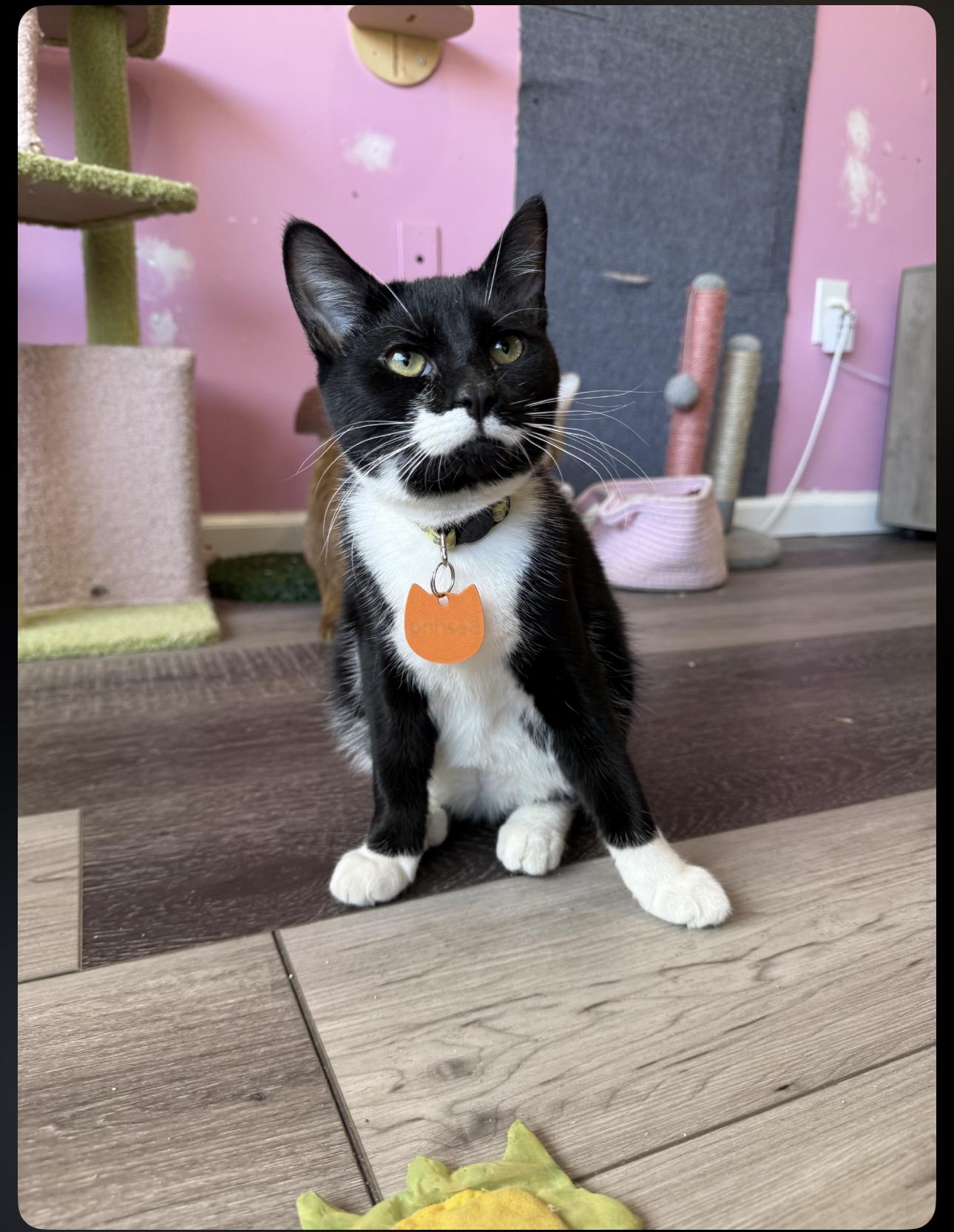 Bearing, Adoptable, Young Male Domestic Short Hair.