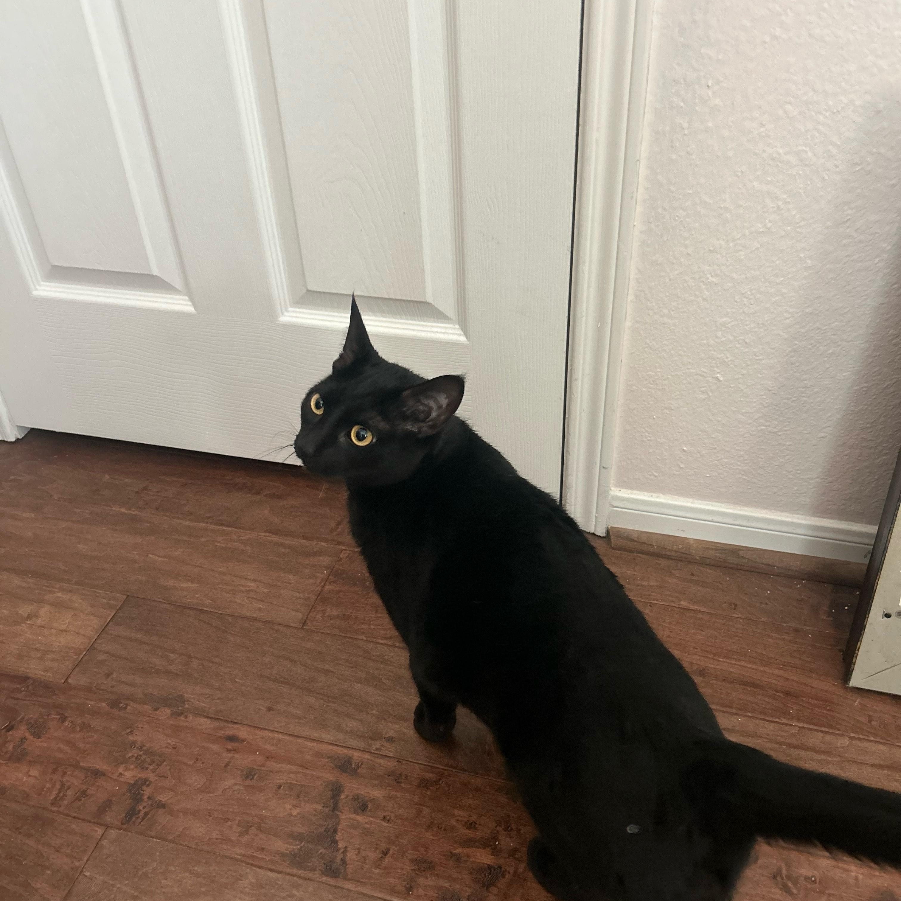 Enlarge Blacky, a Adoptable American Shorthair in Kent, WA image 2/5