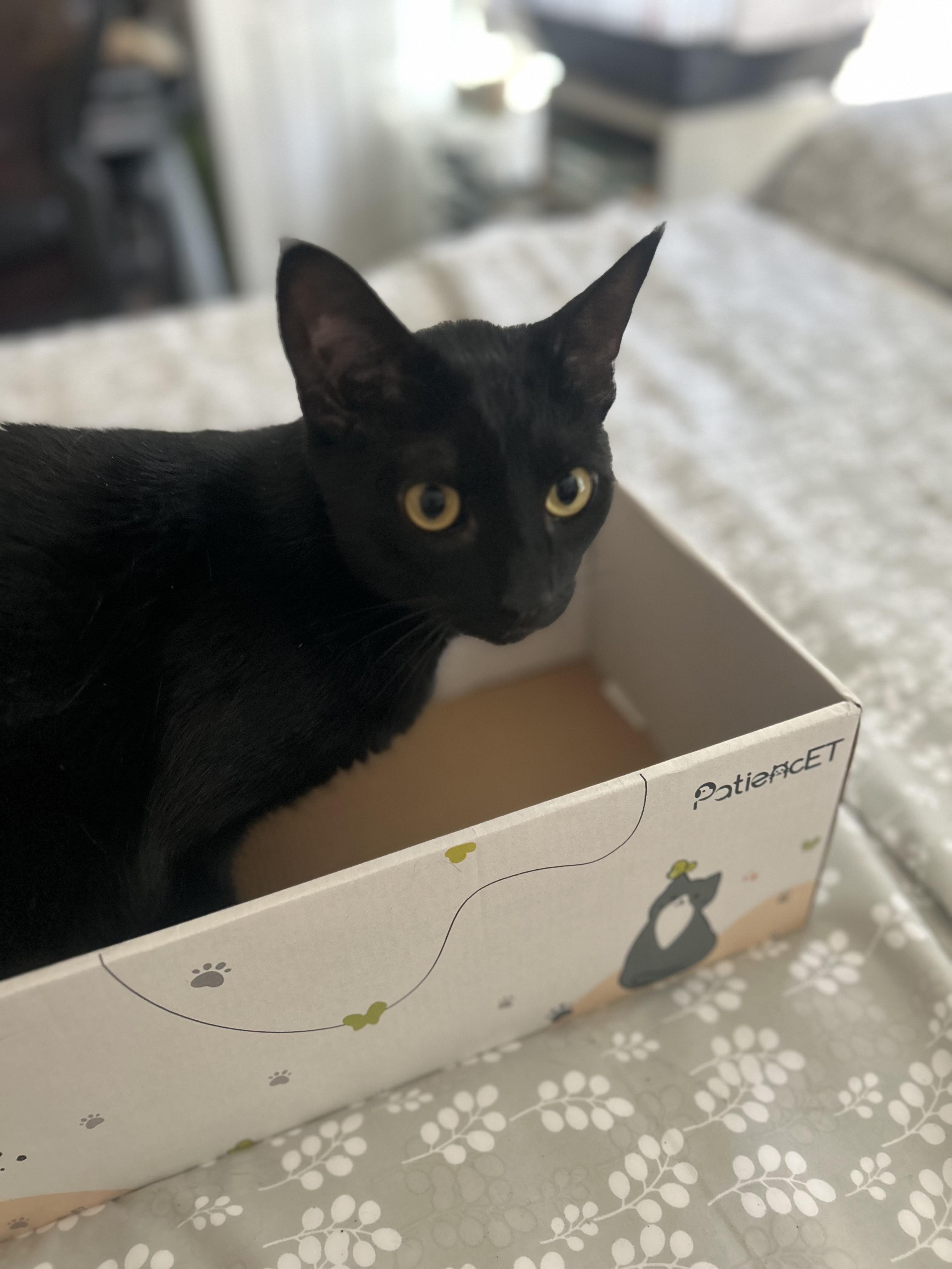 Enlarge Blacky, a Adoptable American Shorthair in Kent, WA image 4/5