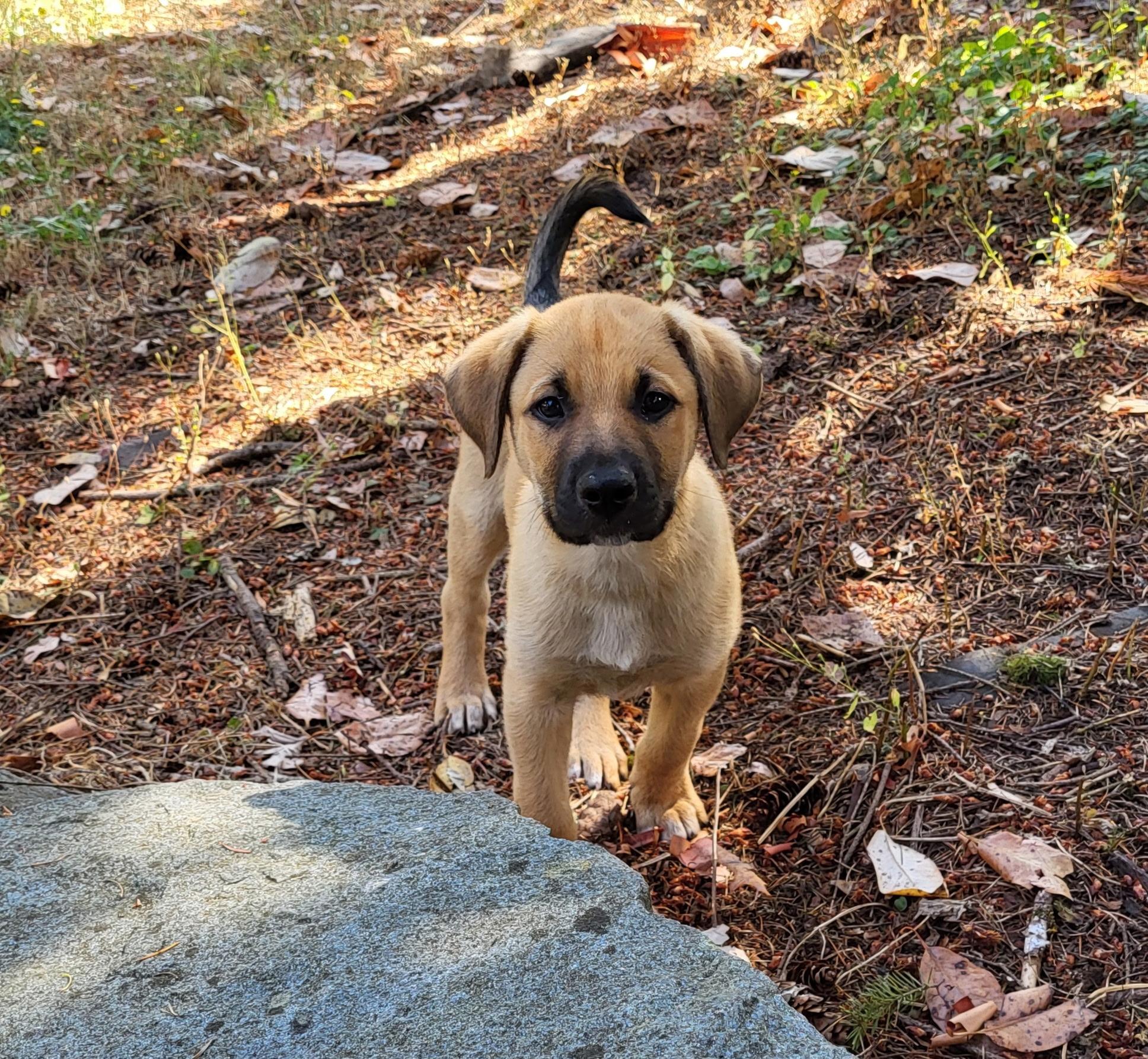 Cadiz, a ADOPTABLE mixed breed in Lacey, WA image 4/5