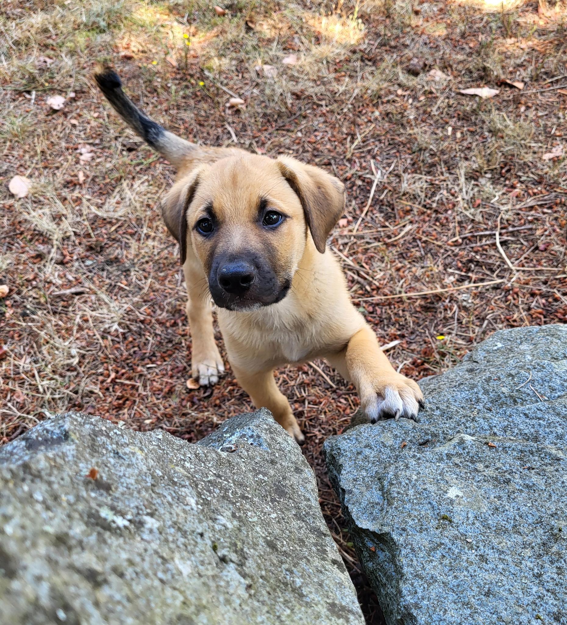 Cadiz, a ADOPTABLE mixed breed in Lacey, WA image 5/5