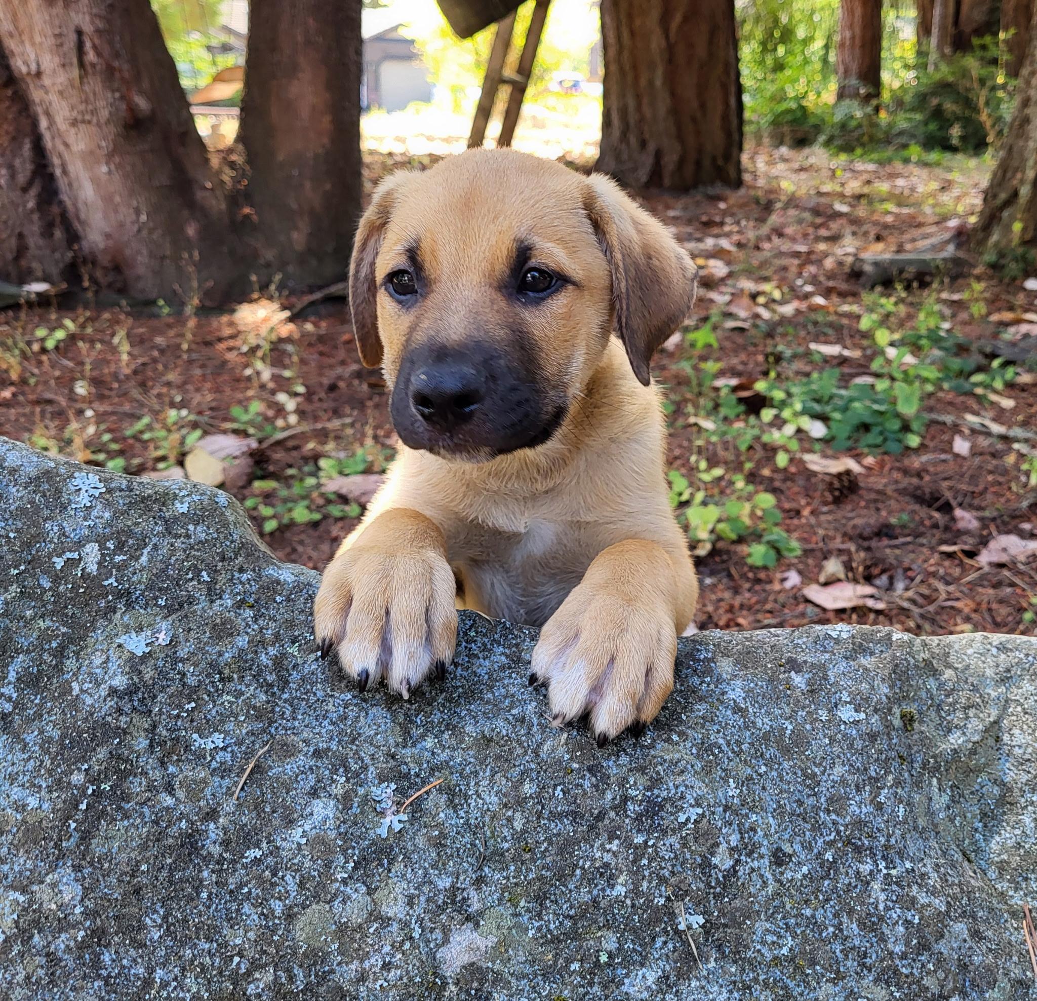 Cadiz, a ADOPTABLE mixed breed in Lacey, WA image 2/5