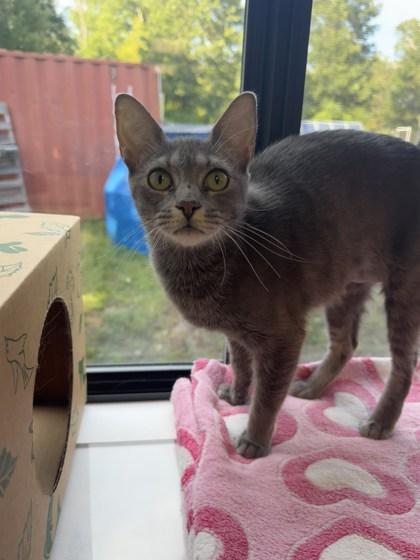 Octavia, Adoptable, Young Female Domestic Short Hair.