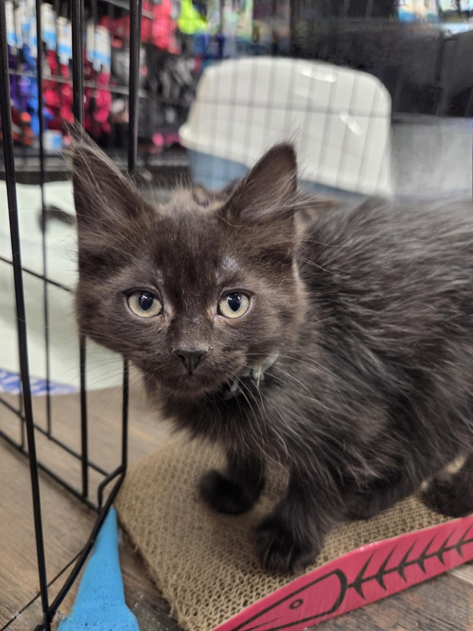 Pre-Adoption: Hypnos, Baby Male Domestic Short Hair