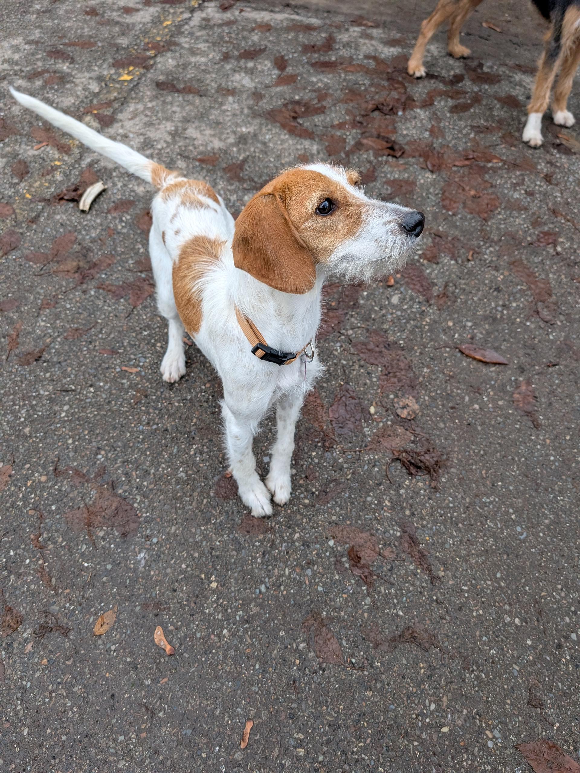 Skittles, ADOPTABLE, Young Female Beagle & Terrier.