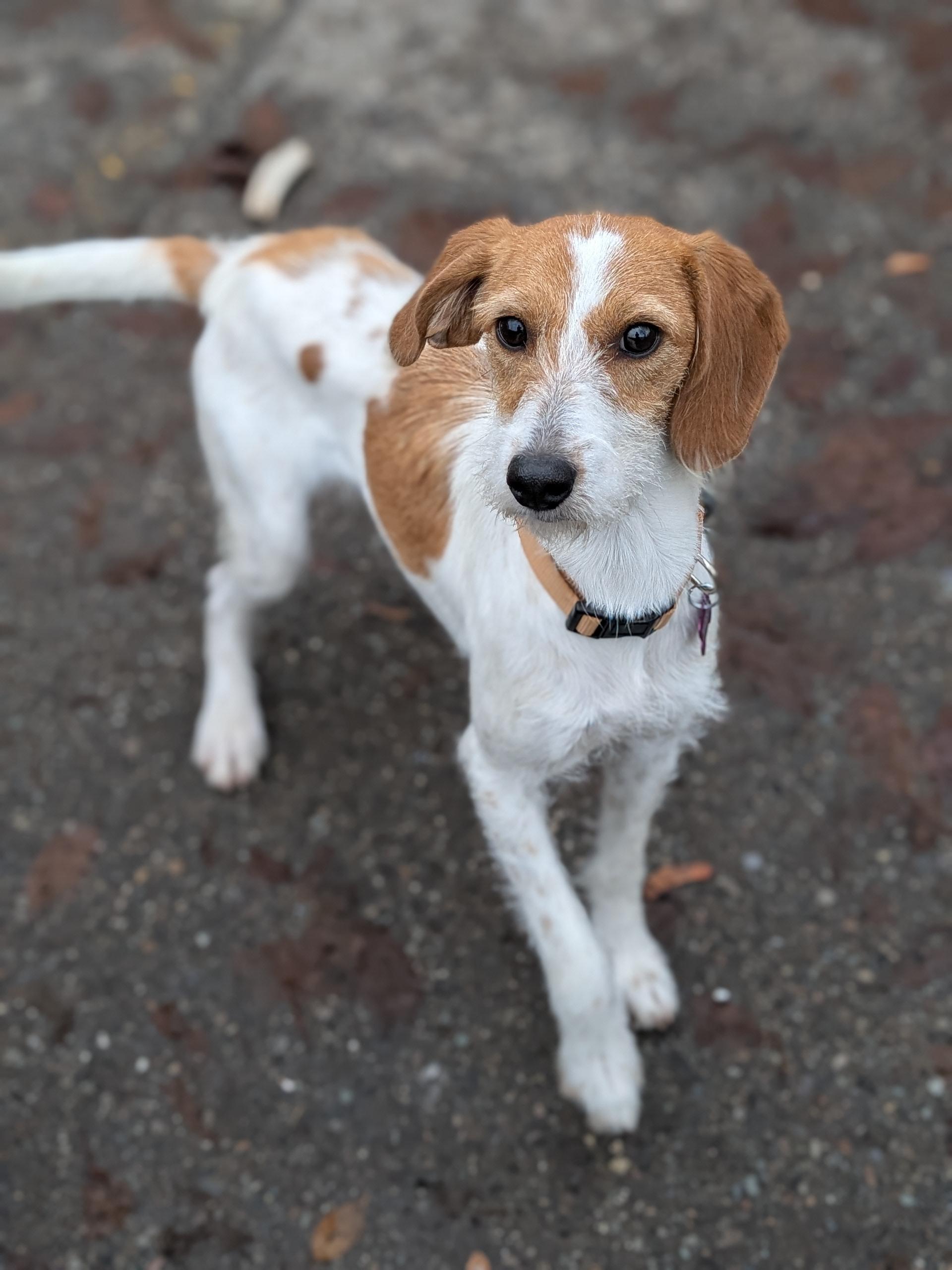 Skittles, a ADOPTABLE mixed breed in COEUR D ALENE, ID image 2/5