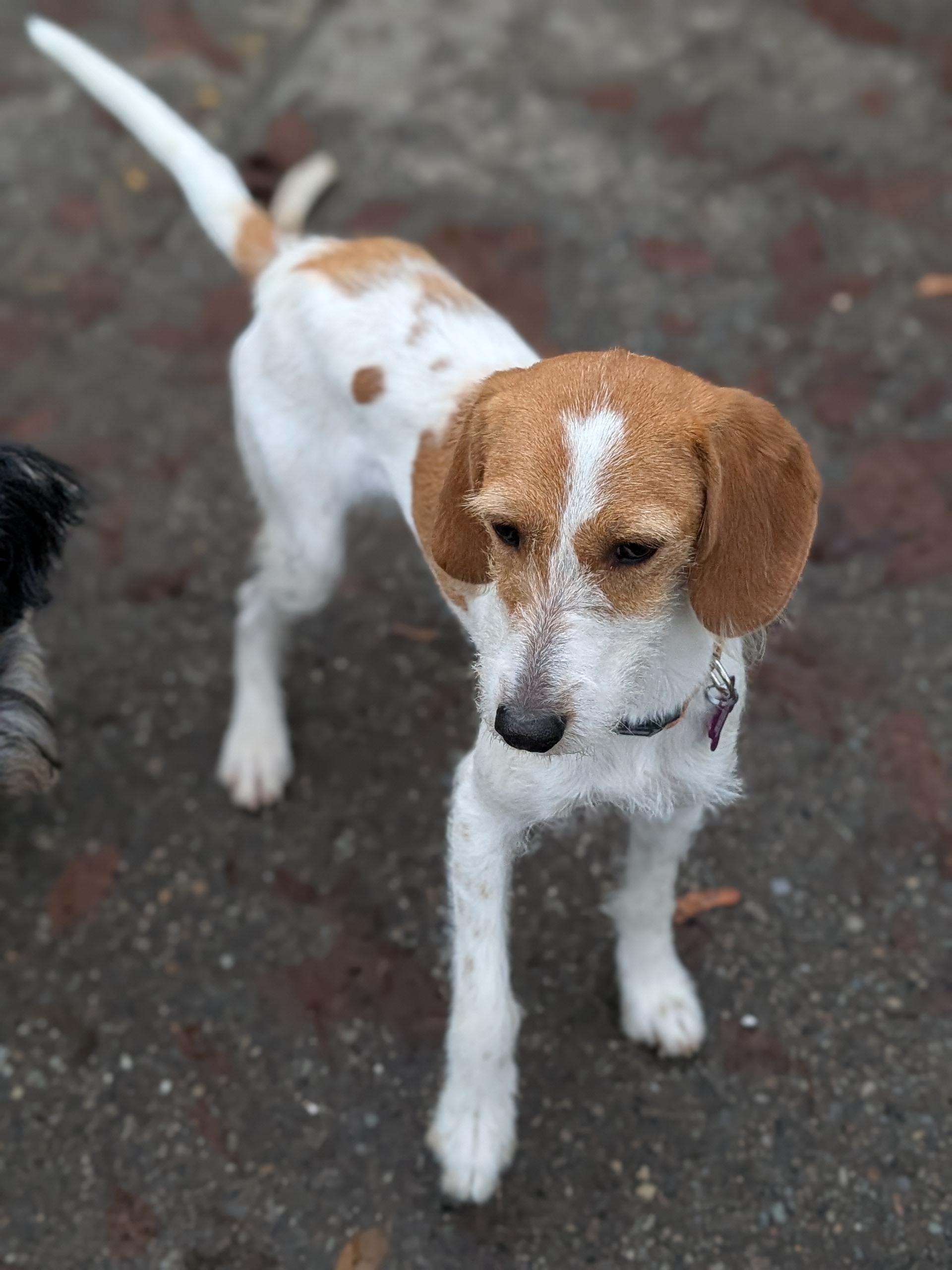 Skittles, a ADOPTABLE mixed breed in COEUR D ALENE, ID image 3/5