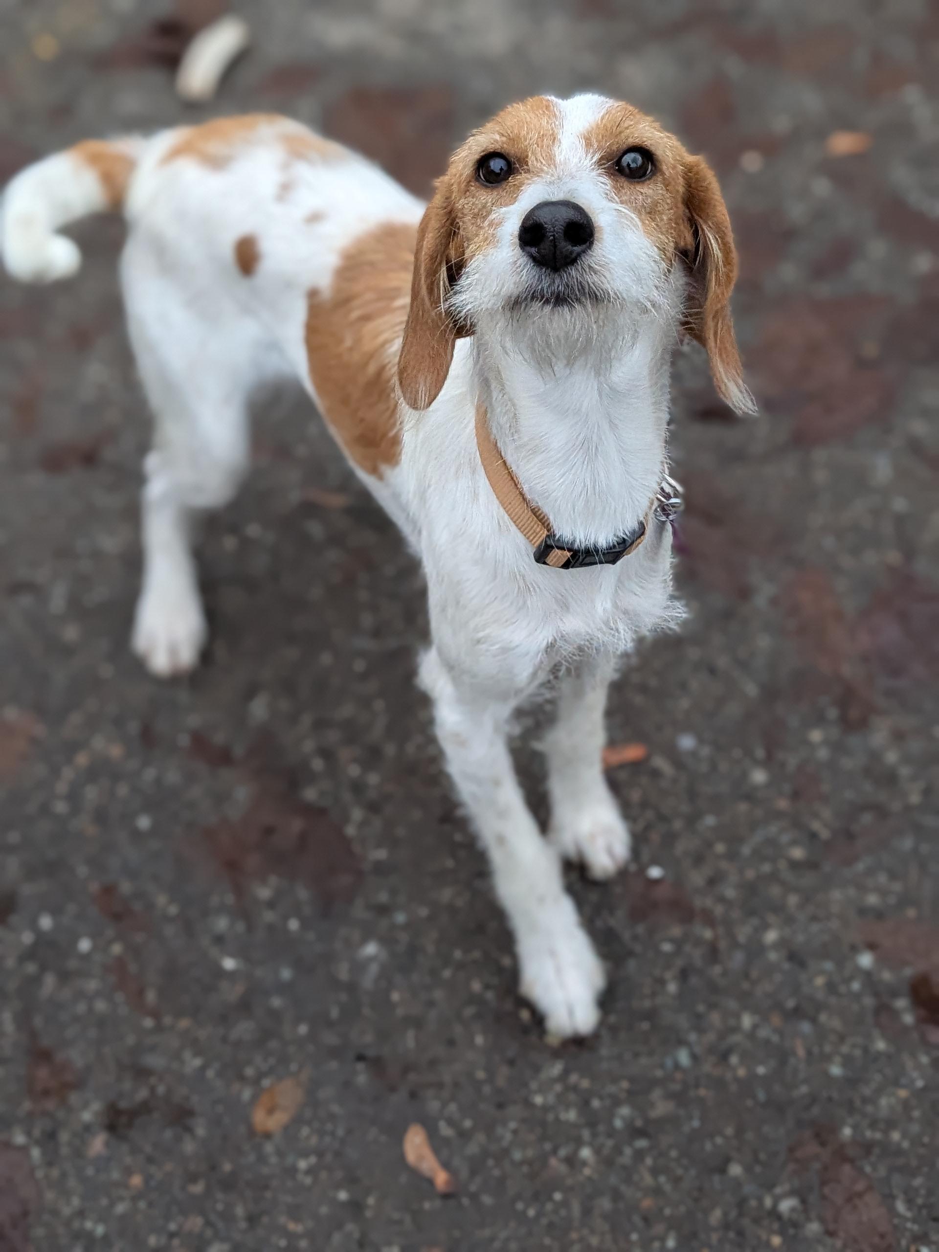 Skittles, a ADOPTABLE mixed breed in COEUR D ALENE, ID image 4/5
