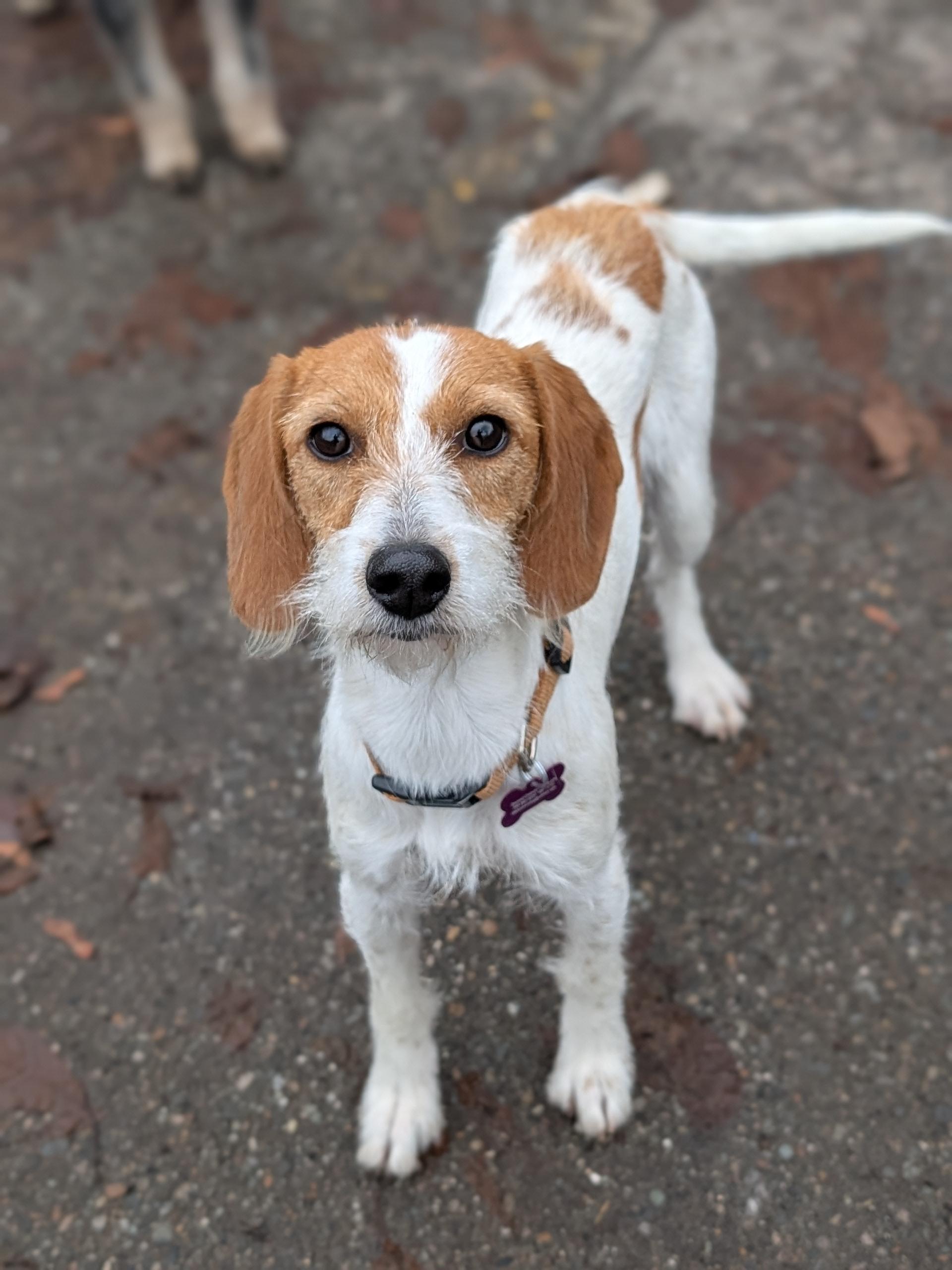 Skittles, a ADOPTABLE mixed breed in COEUR D ALENE, ID image 5/5