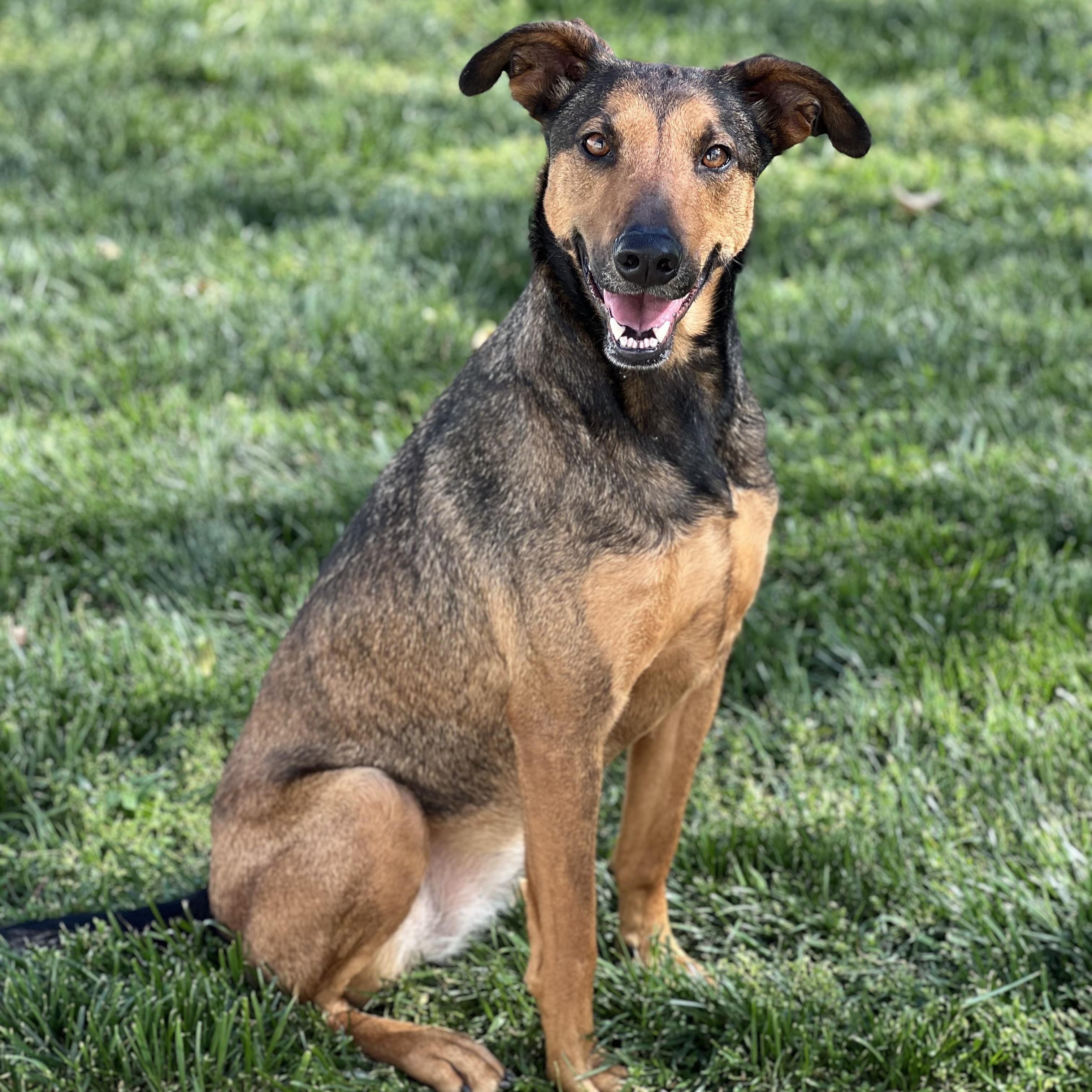 Enlarge Stella, a Adoptable mixed breed in Hughesville, MD image 6/6