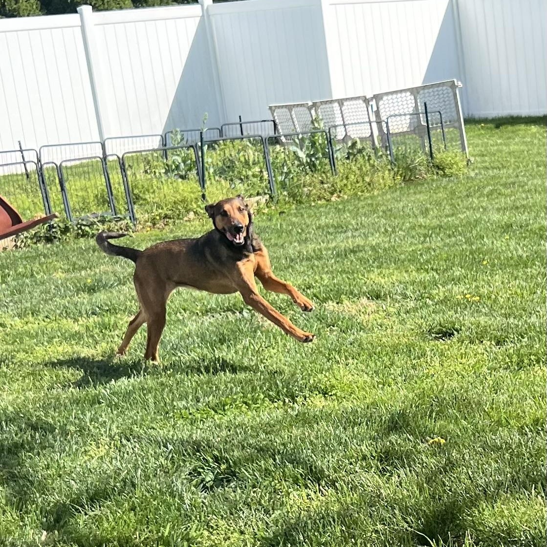 Enlarge Stella, a Adoptable mixed breed in Hughesville, MD image 3/6