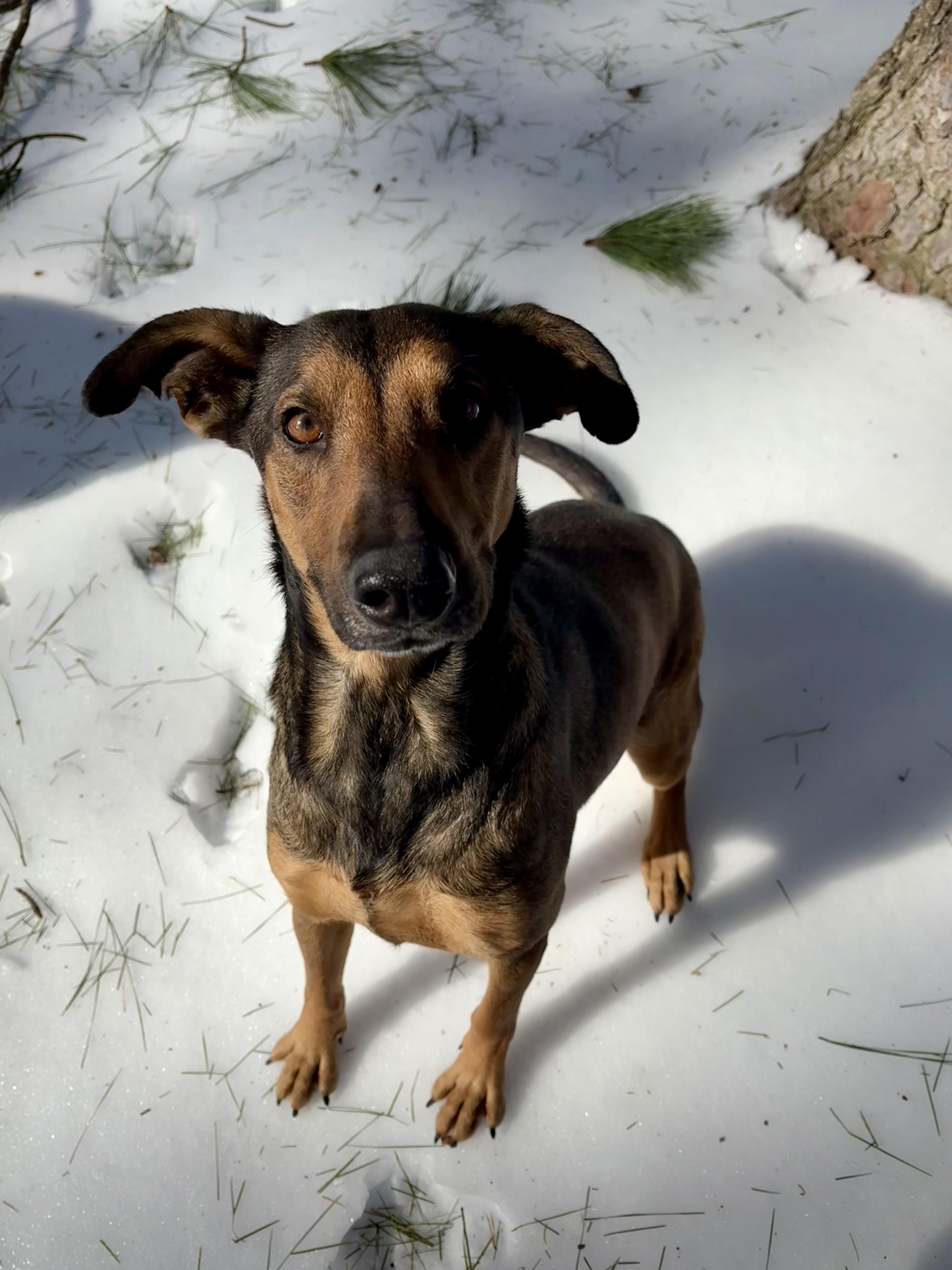 Stella, Adoptable, Adult Female German Shepherd Dog & Doberman Pinscher.