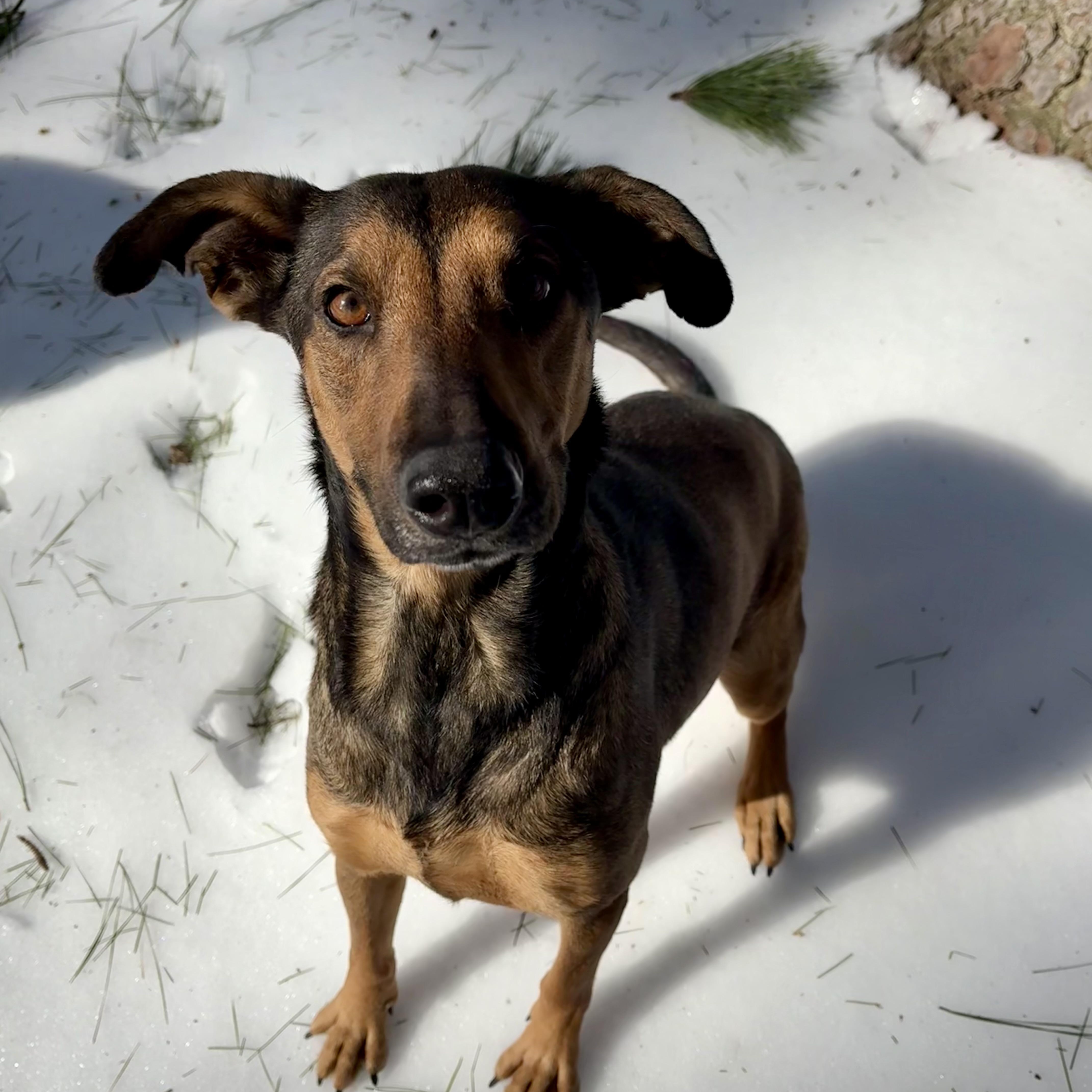 Enlarge Stella, a Adoptable mixed breed in Hughesville, MD image 2/6