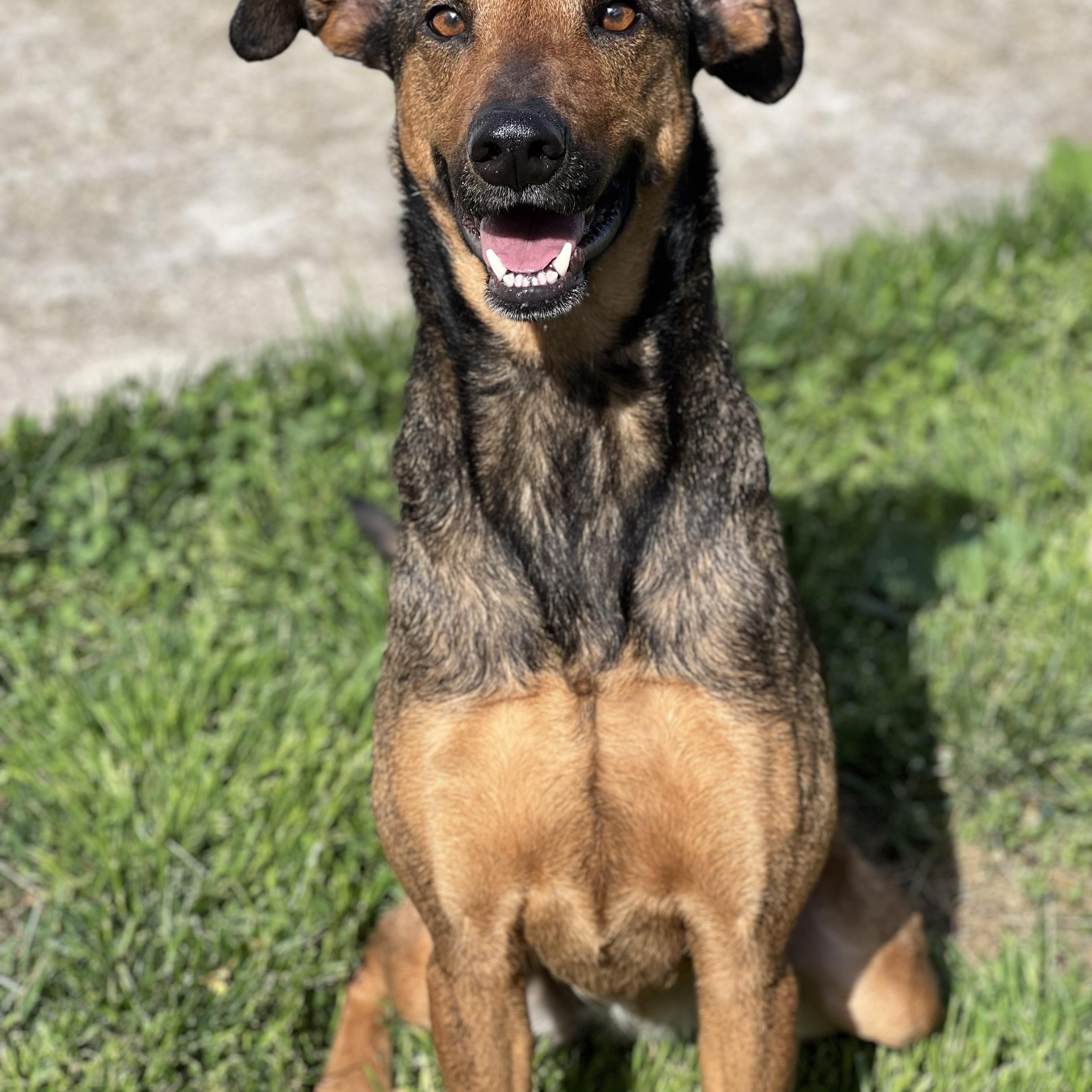 Enlarge Stella, a Adoptable mixed breed in Hughesville, MD image 5/6
