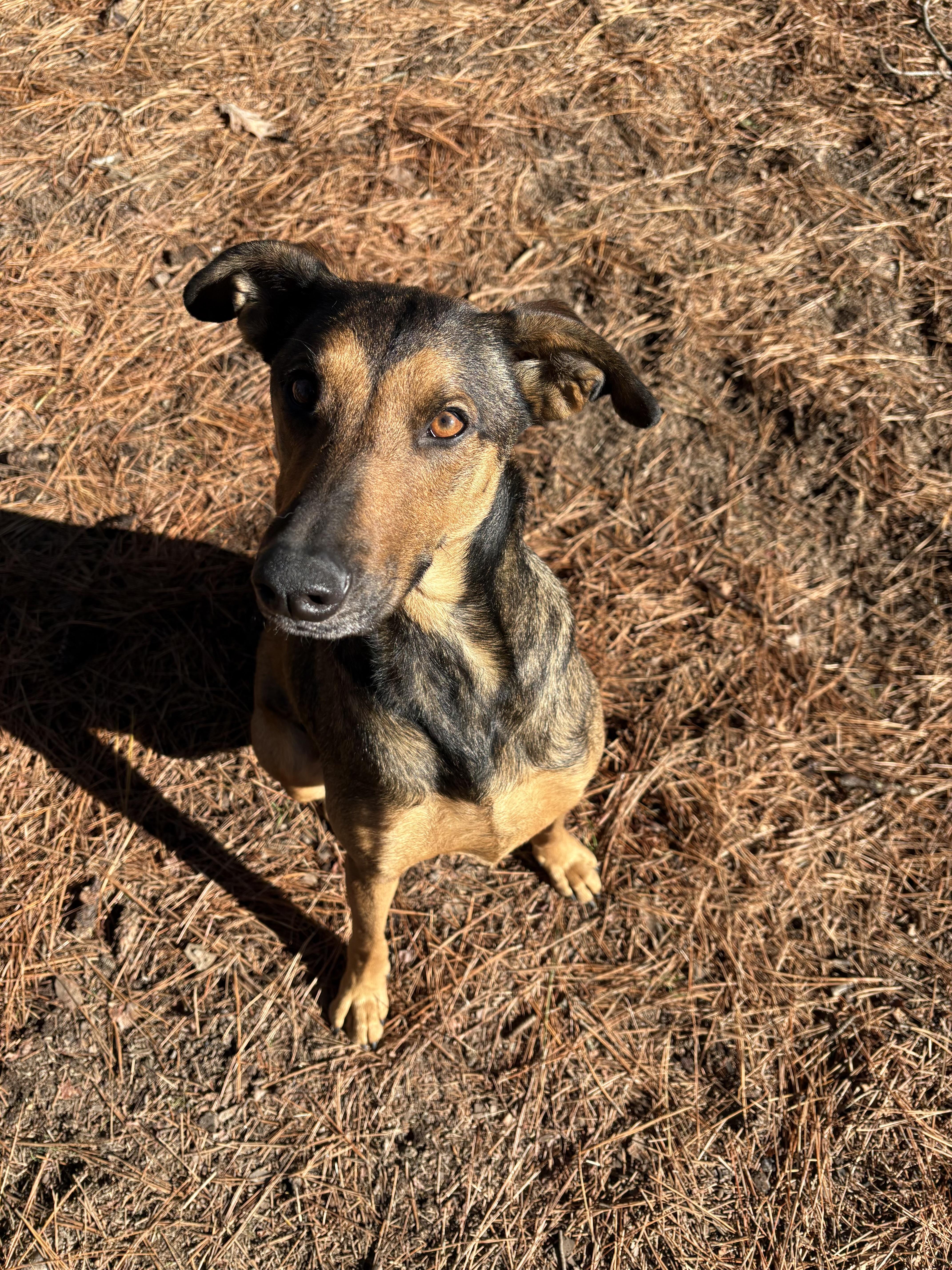 Stella, a Adoptable mixed breed in Hughesville, MD image 5/6