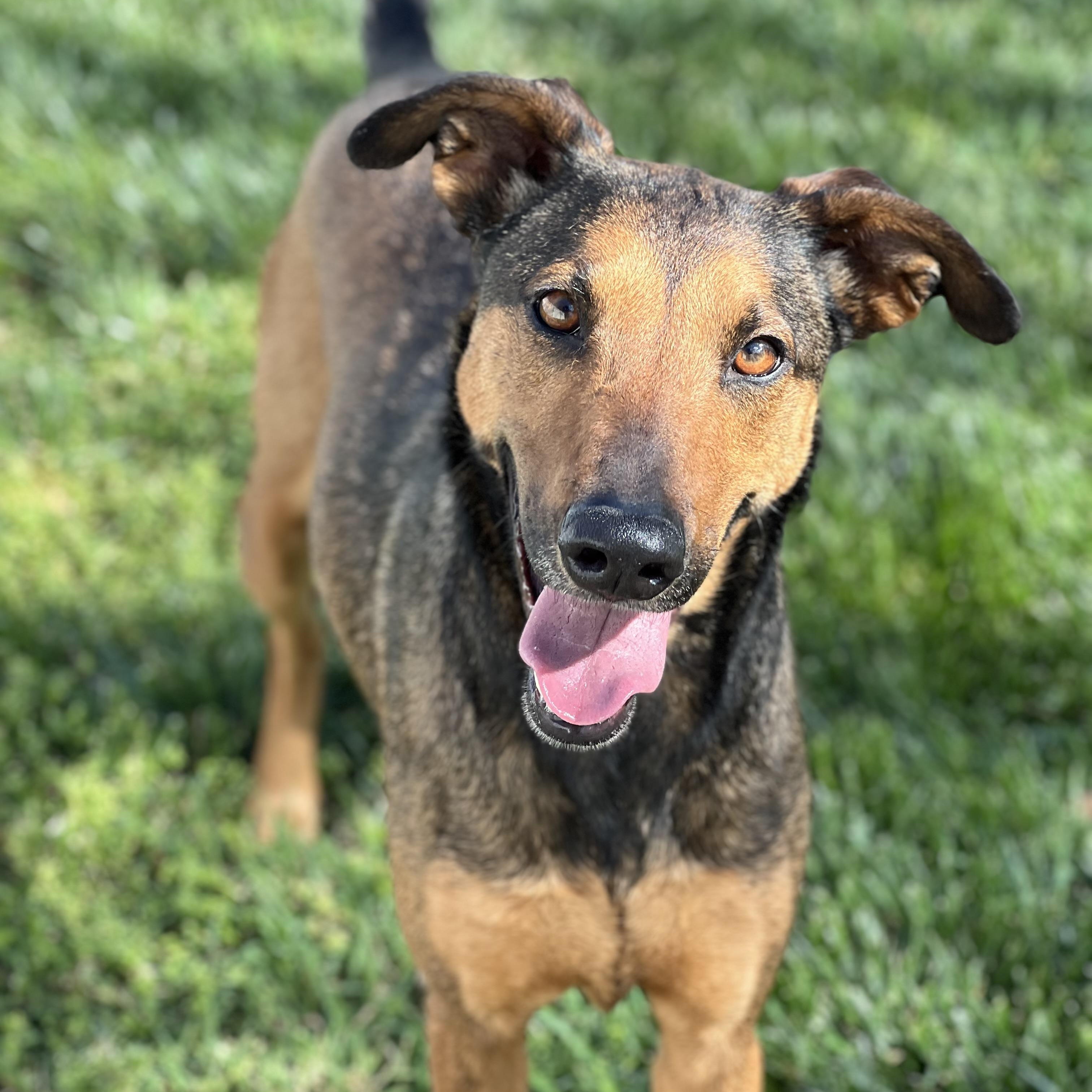 Enlarge Stella, a Adoptable mixed breed in Hughesville, MD image 4/6