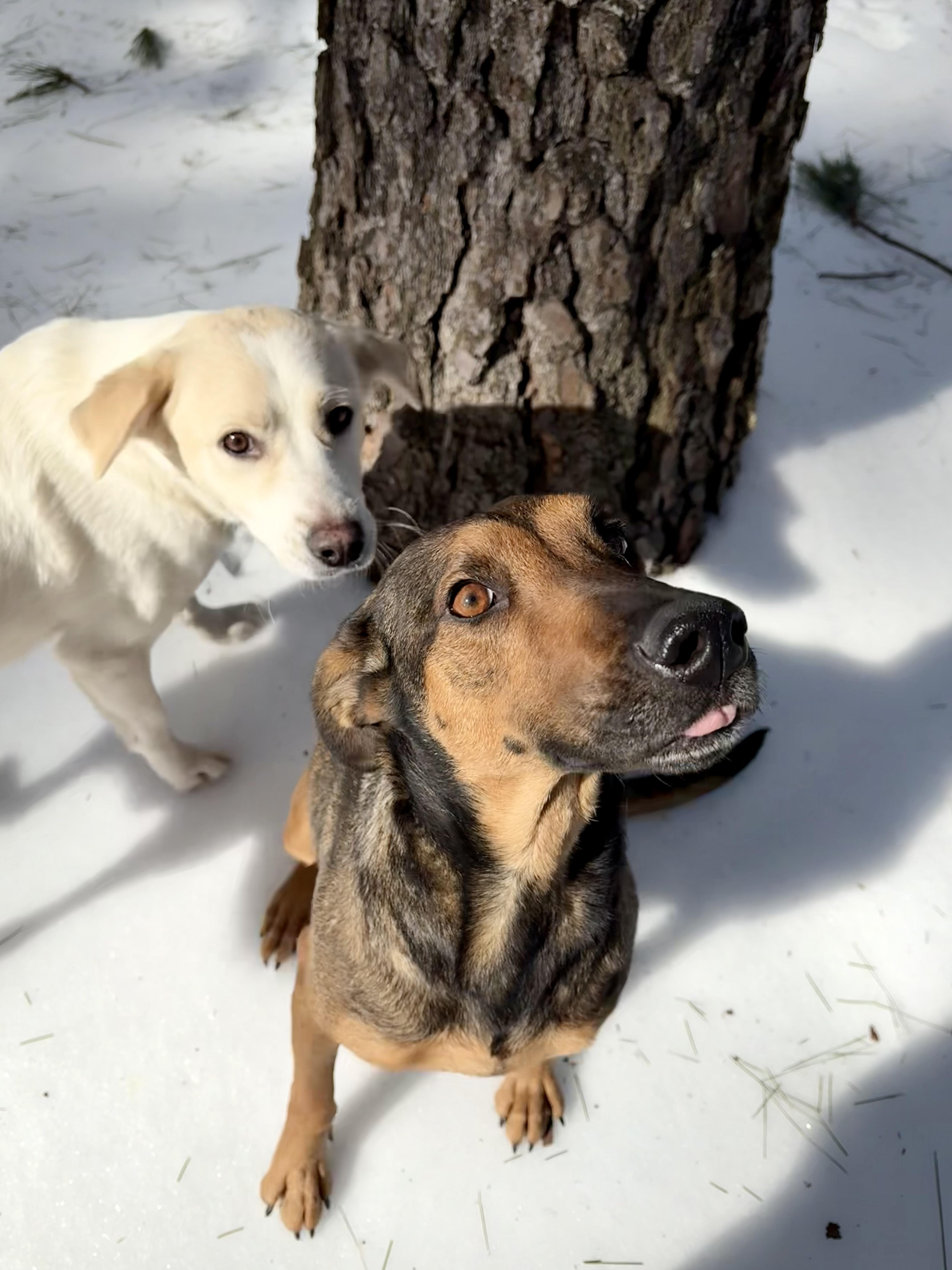 Stella, a Adoptable mixed breed in Hughesville, MD image 4/6