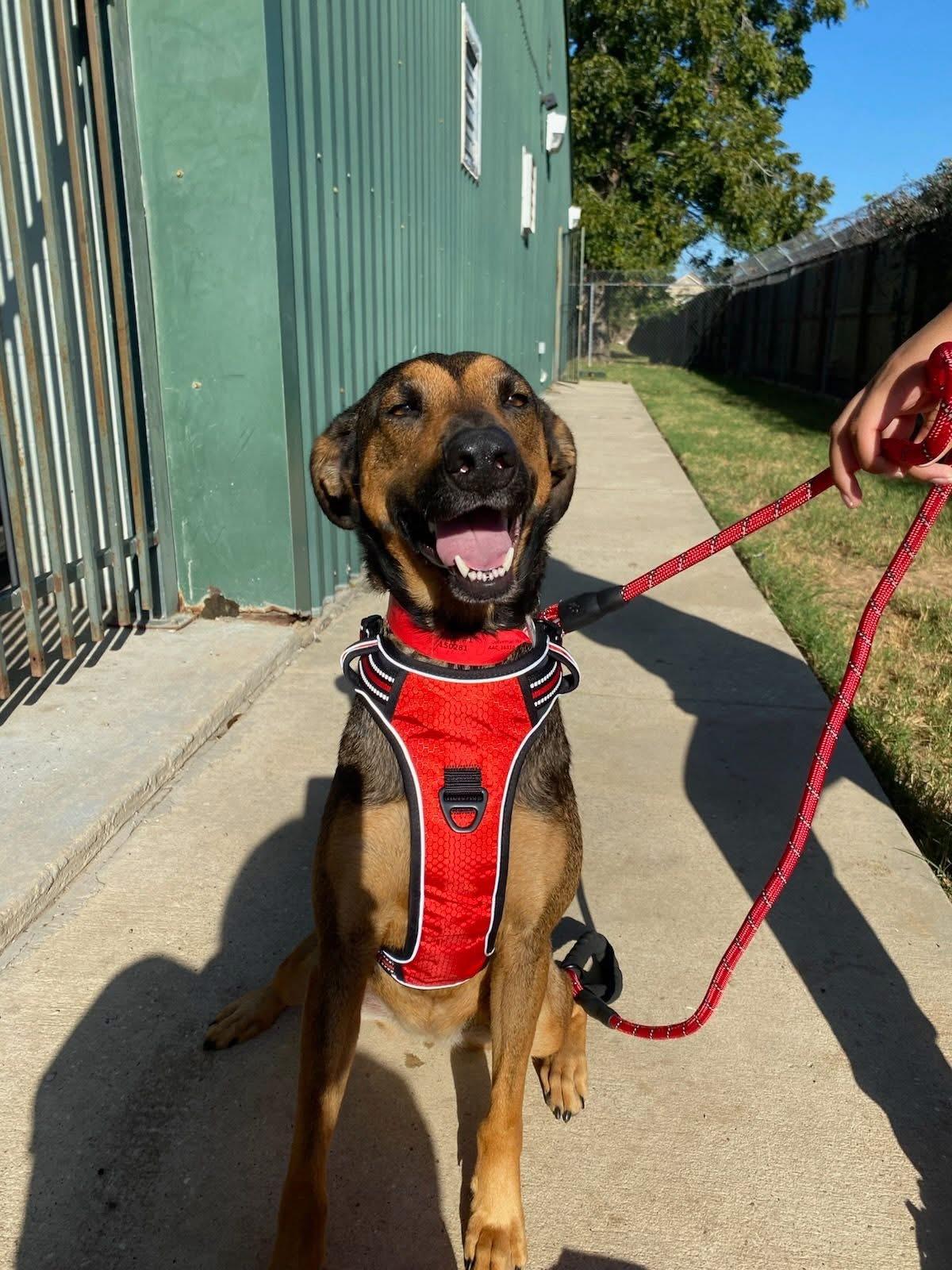 Bella, Adoptable, Adult Female German Shepherd Dog & Doberman Pinscher.