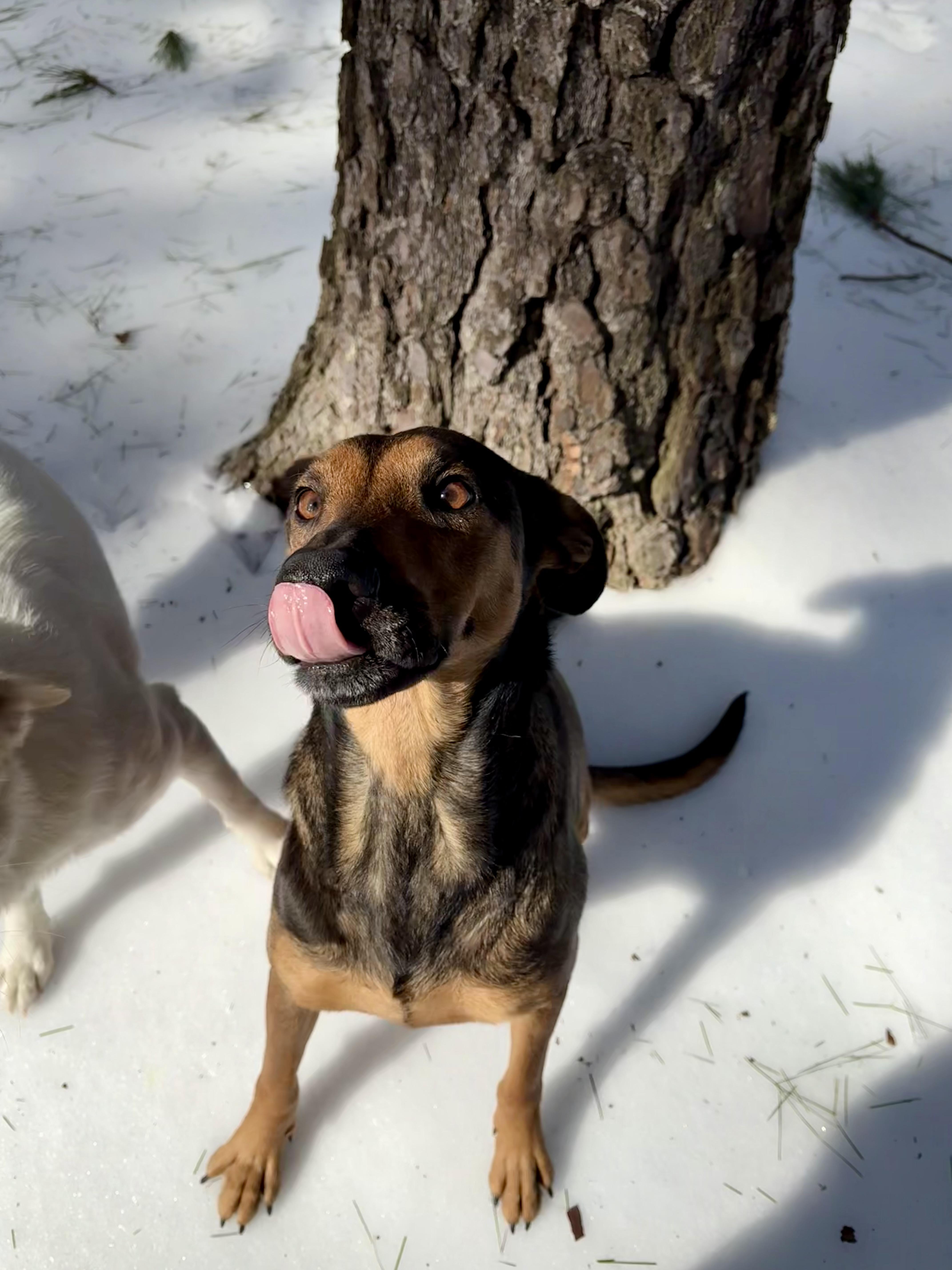 Stella, a Adoptable mixed breed in Hughesville, MD image 6/6