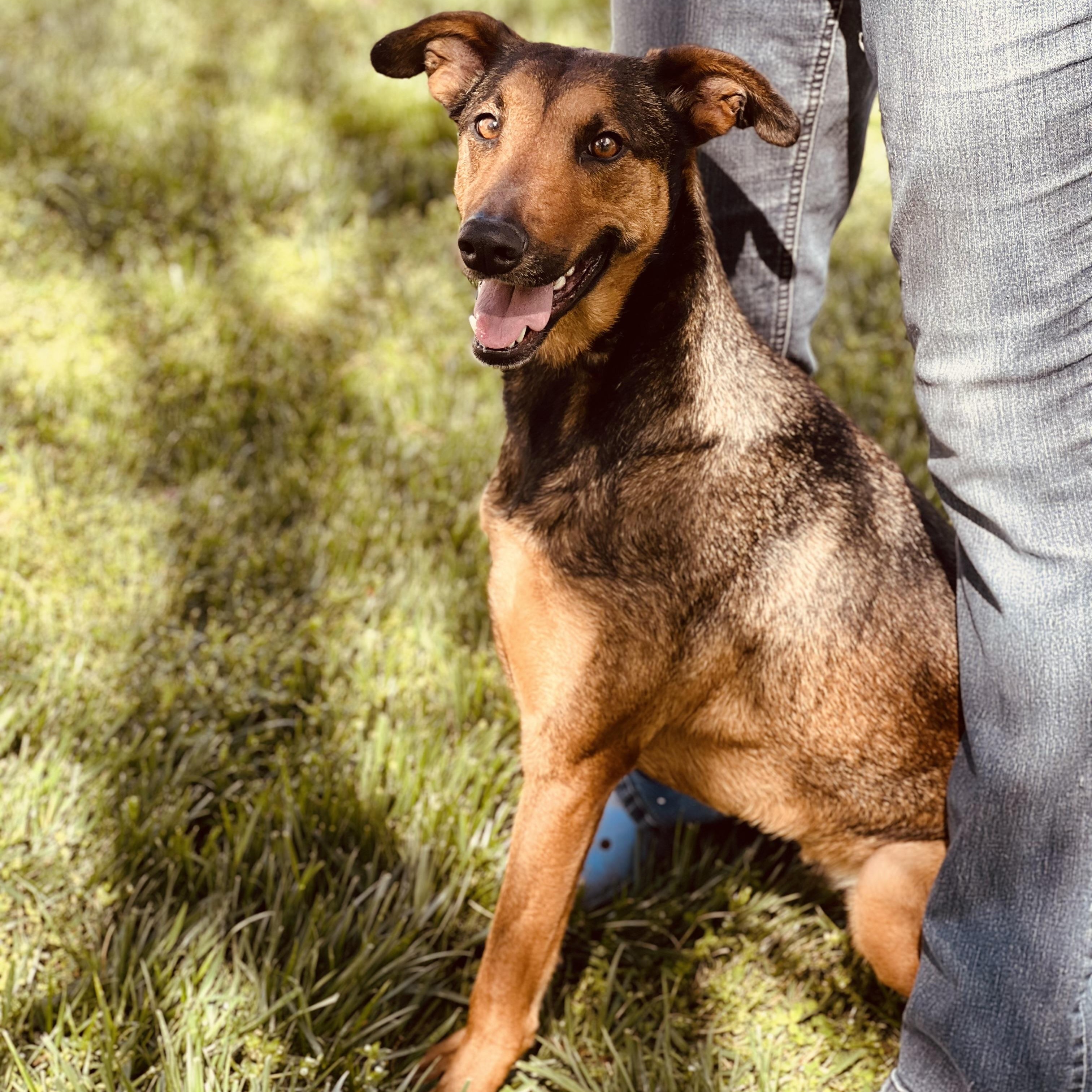 Stella, Adoptable, Adult Female German Shepherd Dog & Doberman Pinscher.