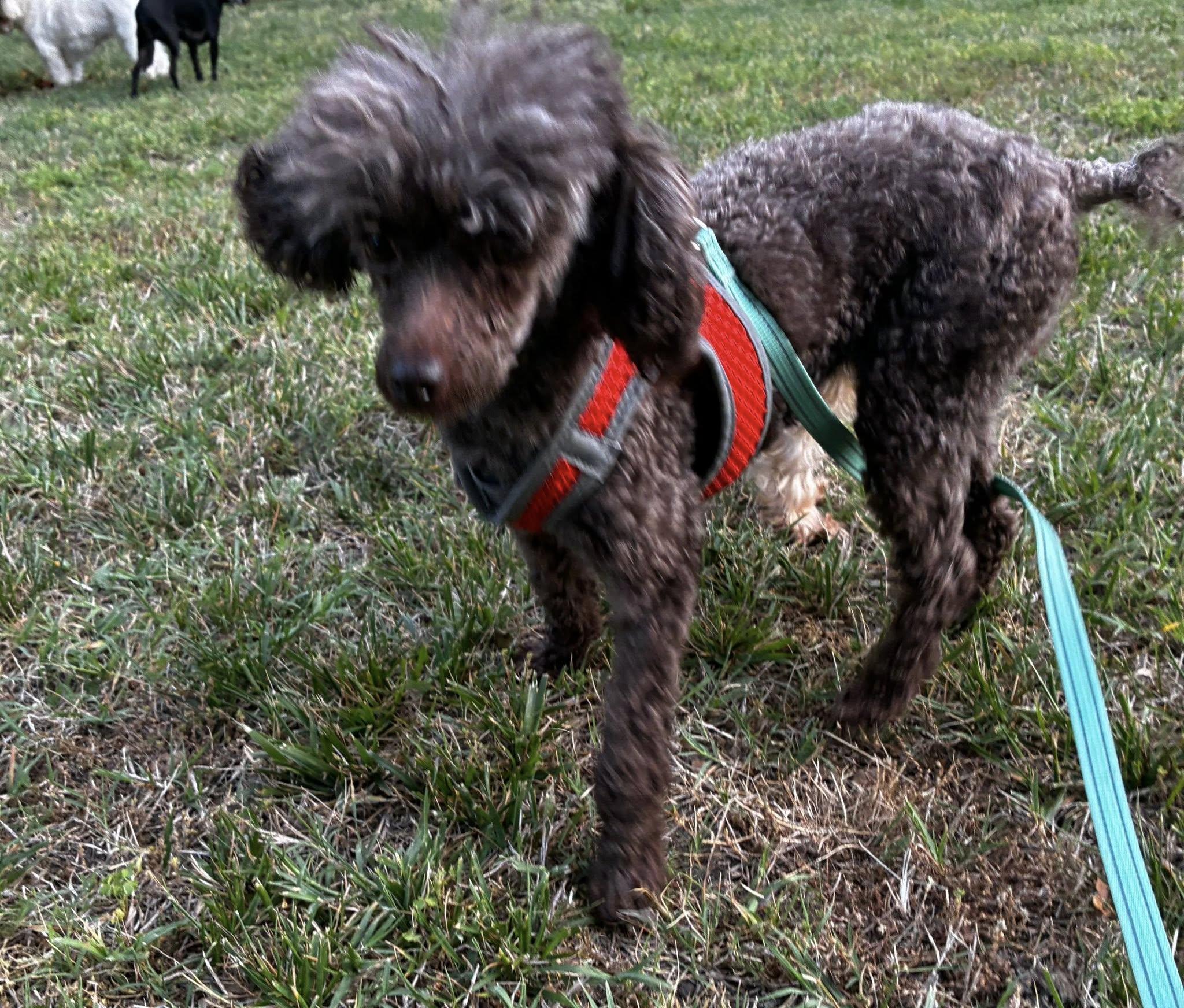 Enlarge Chocolate Lady, a Adoptable Miniature Poodle in Matthews, NC image 1/1
