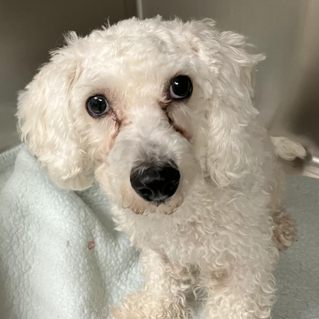 Enlarge Woolsworth, a Adoptable Miniature Poodle in Grand Rapids, MI image 1/1