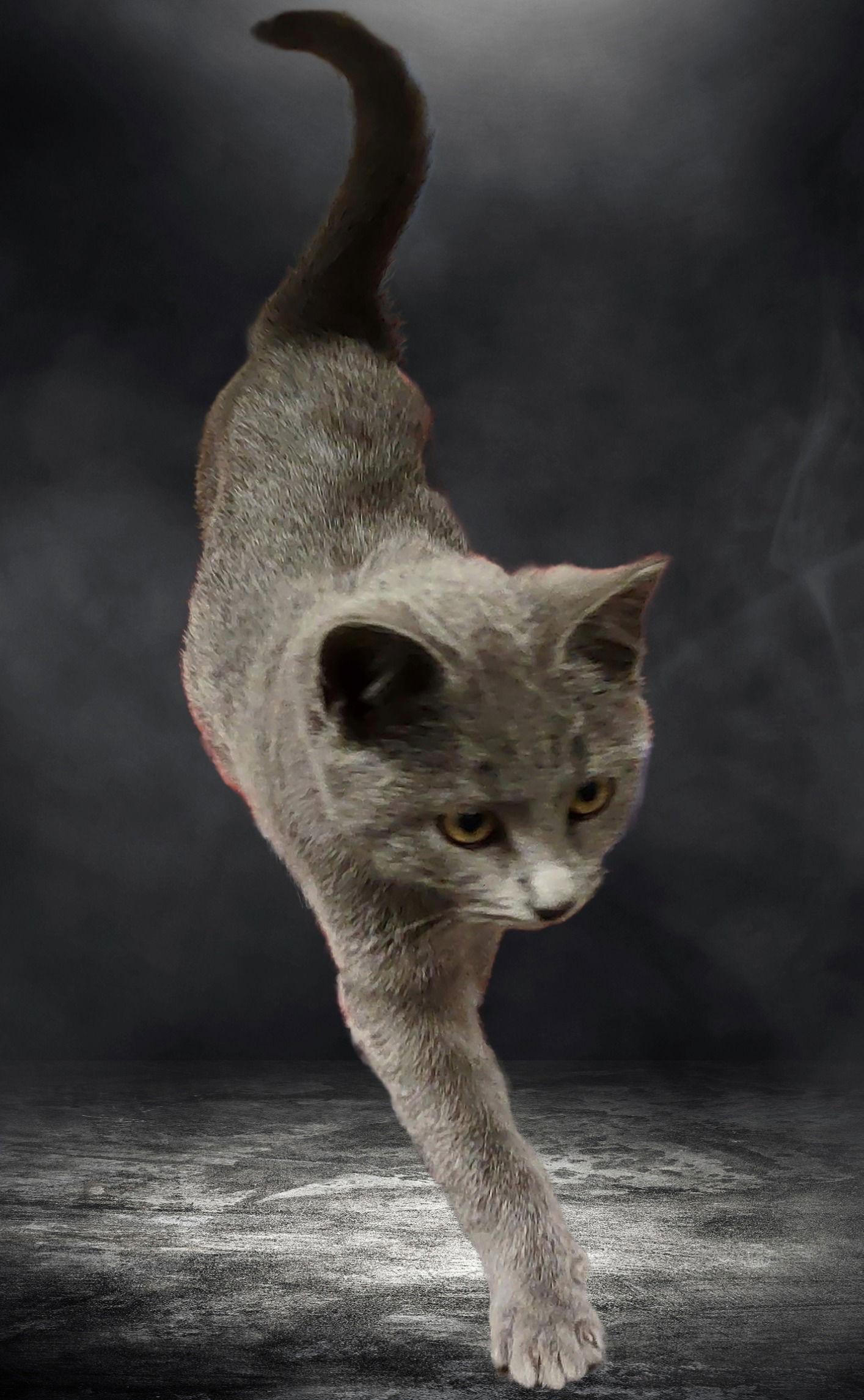 Enlarge Crystal, a Adopted Domestic Short Hair in Fayetteville, GA image 1/3