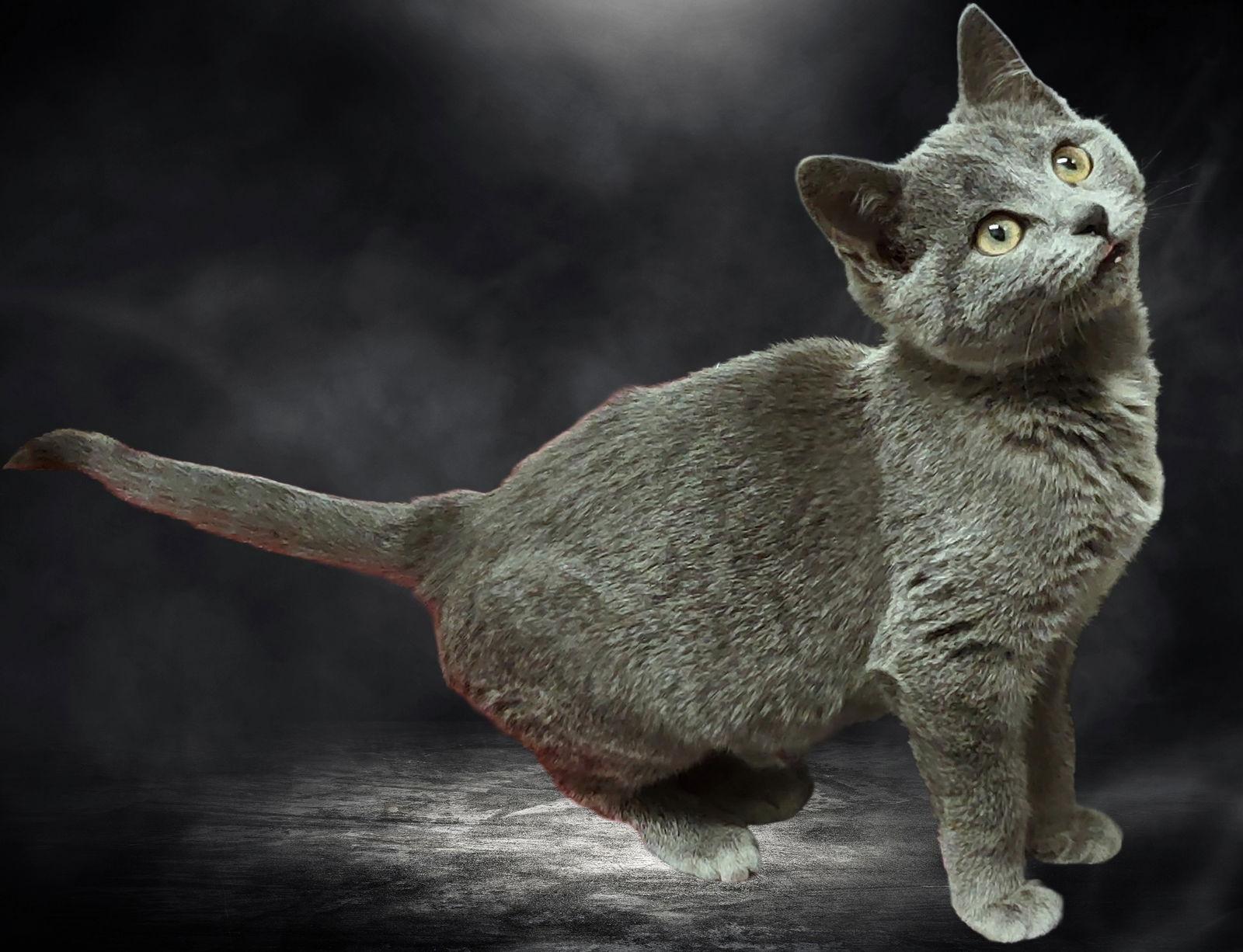 Enlarge Crystal, a Adopted Domestic Short Hair in Fayetteville, GA image 2/3