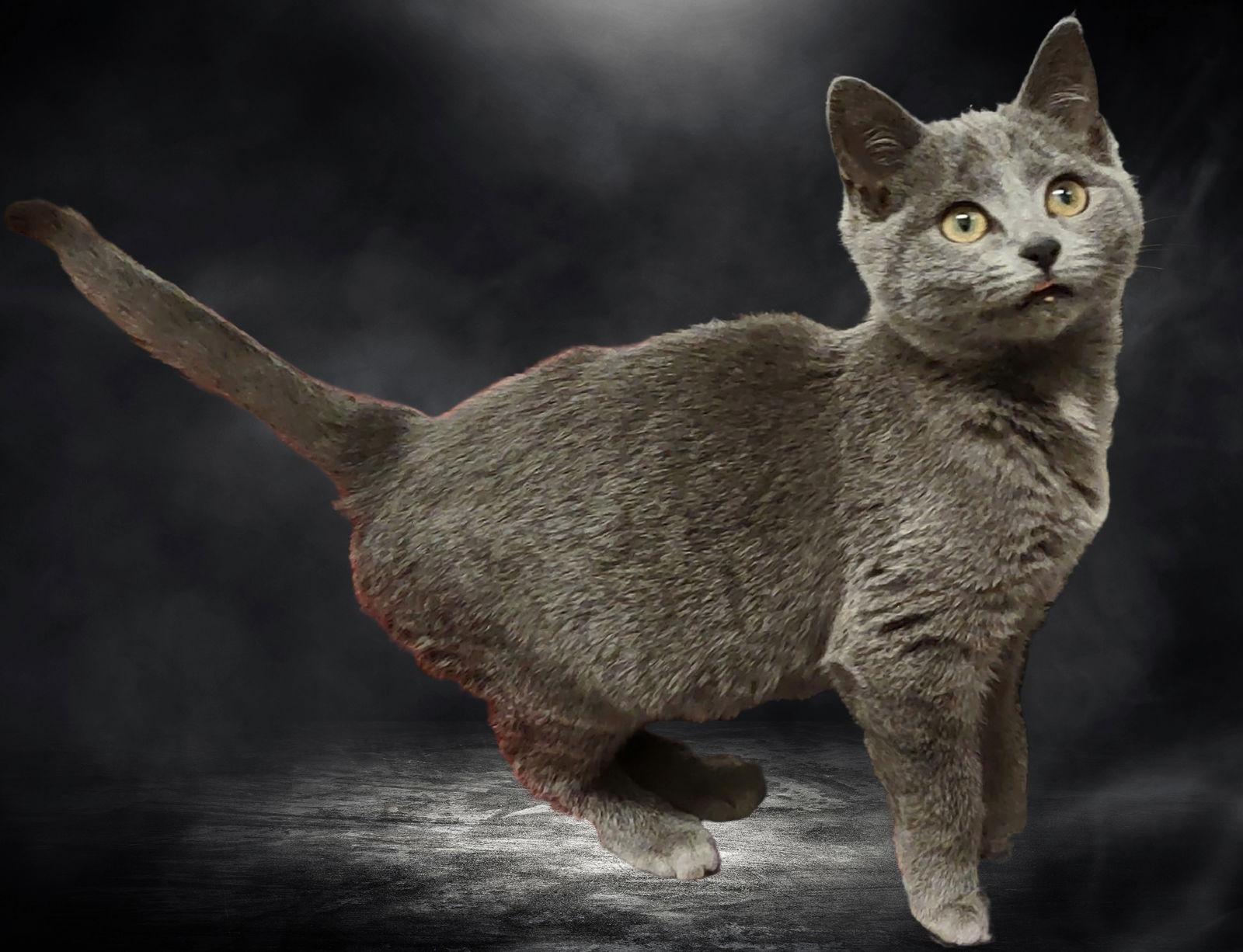 Enlarge Crystal, a Adopted Domestic Short Hair in Fayetteville, GA image 3/3